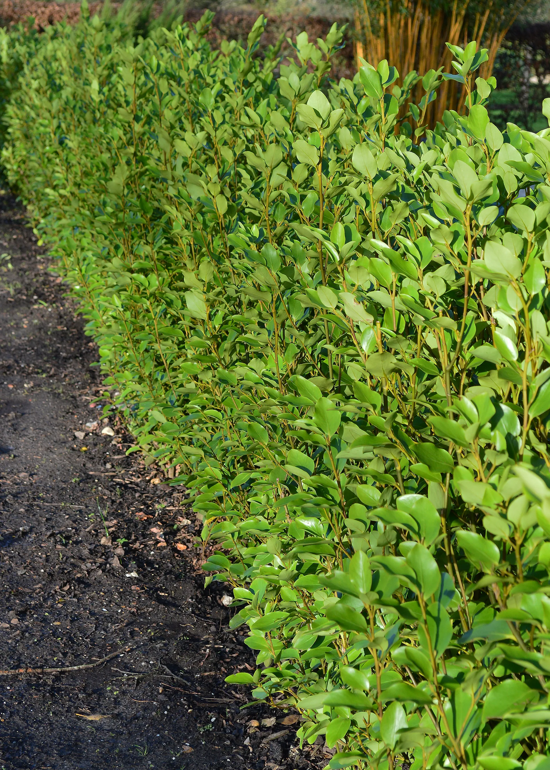 Pruning a Griselinia hedge