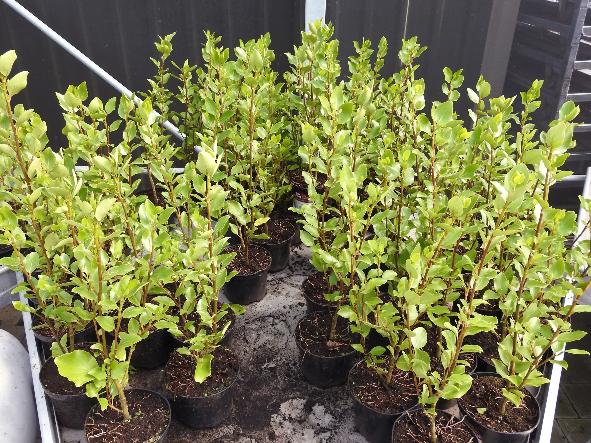 Pruning a Griselinia hedge