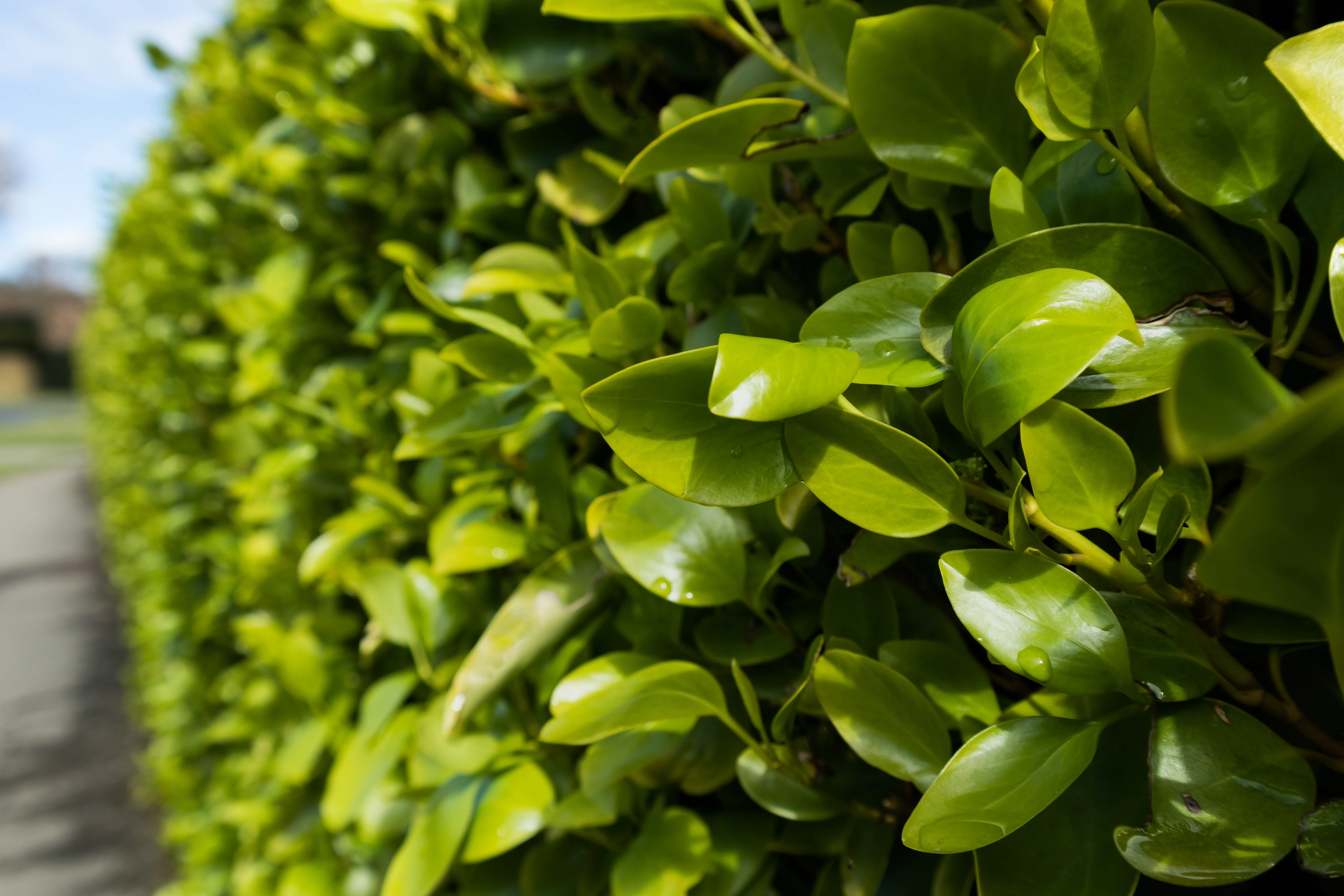 Pruning a Griselinia hedge