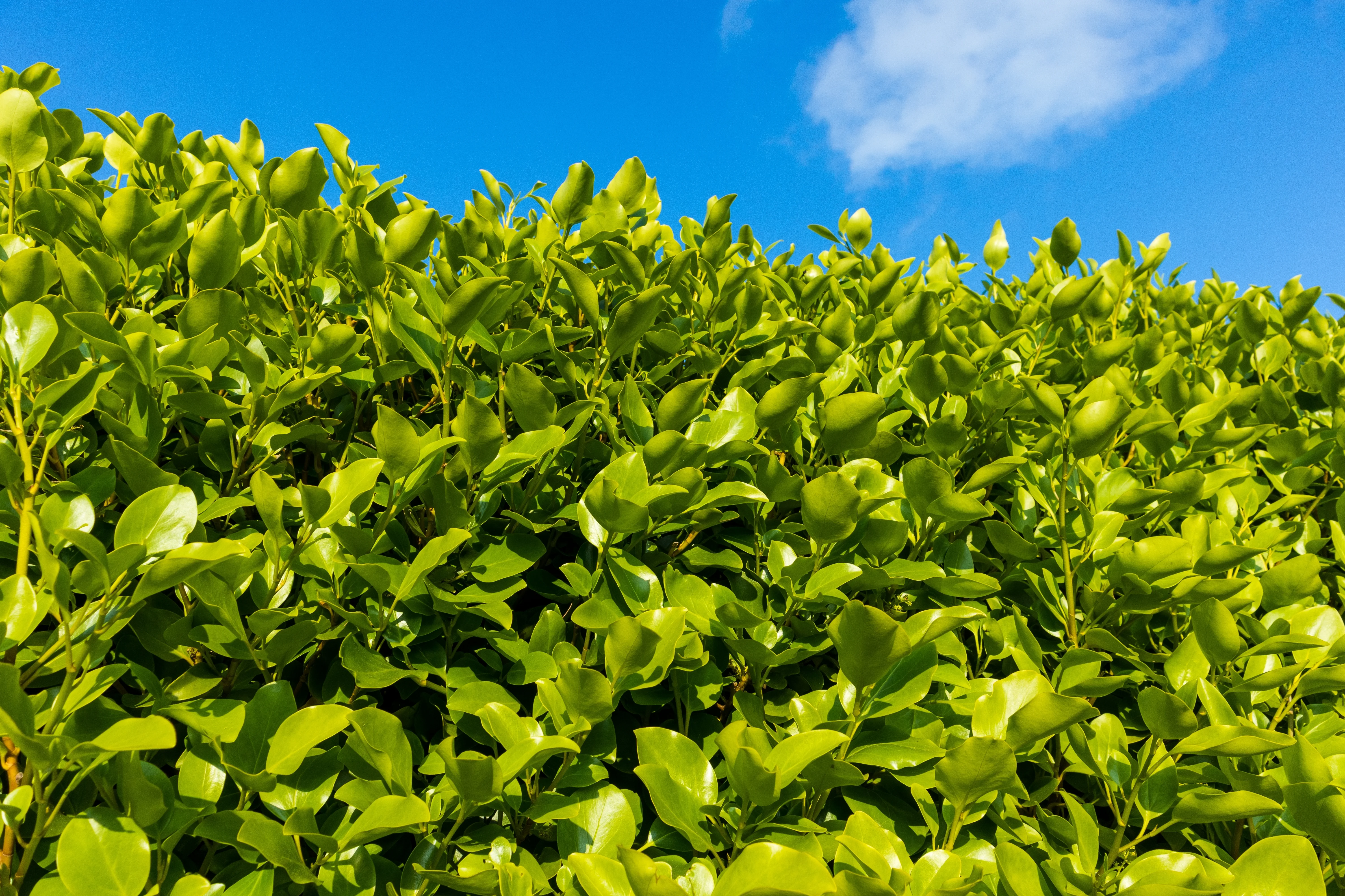 Pruning a Griselinia hedge
