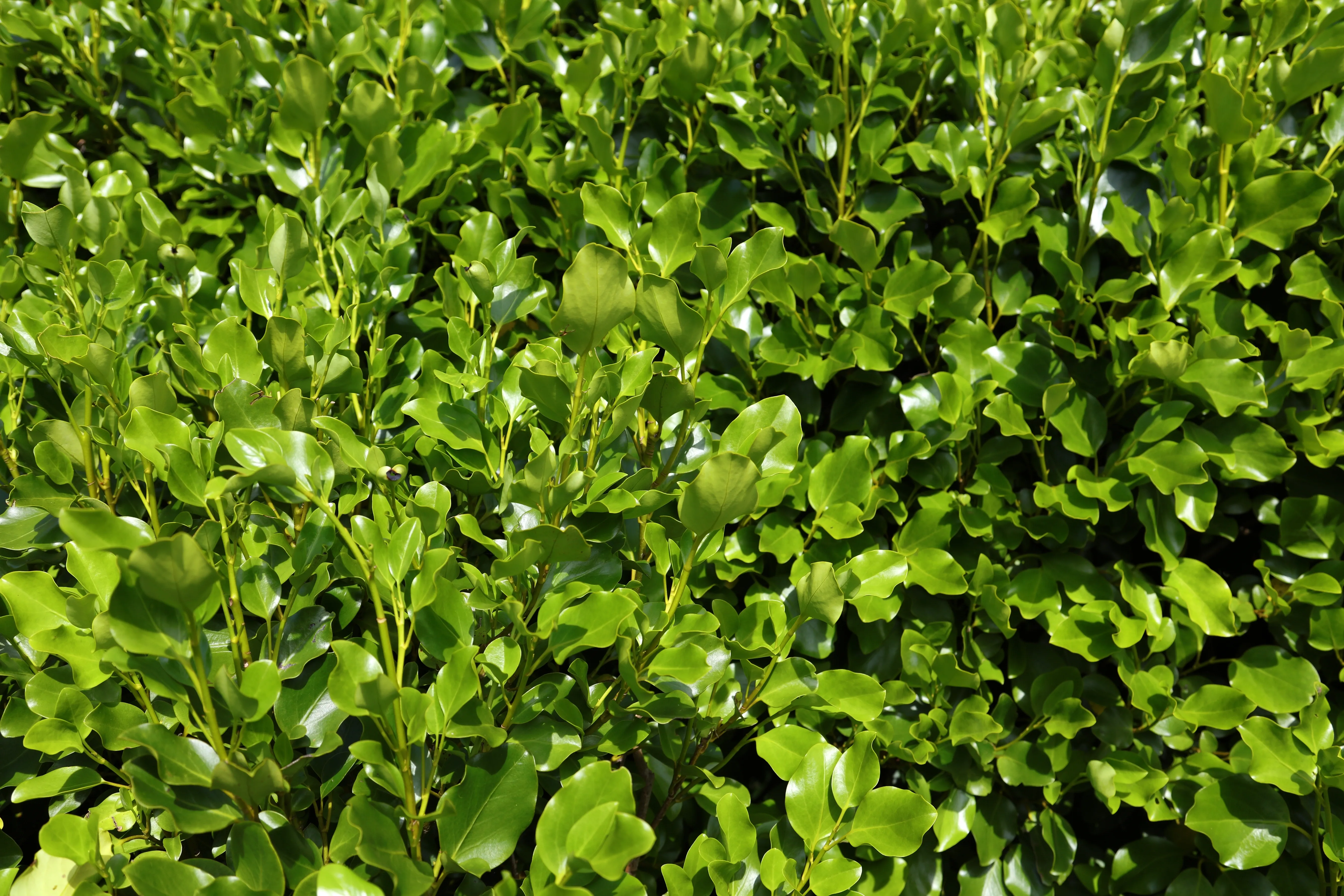 Pruning a Griselinia hedge