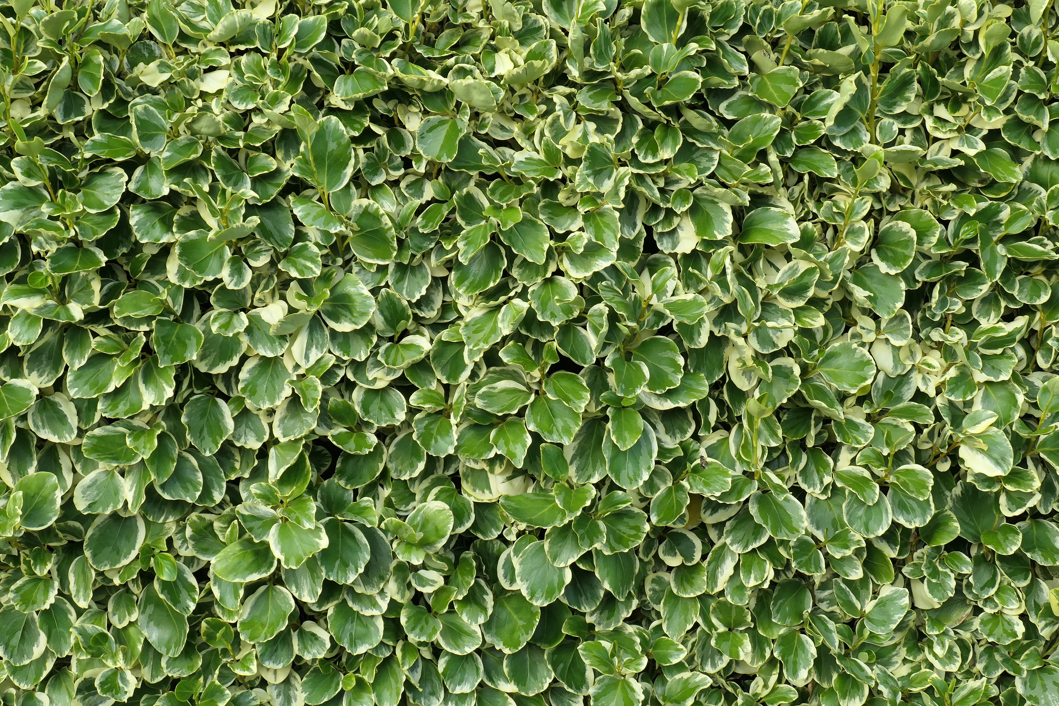 Pruning a Griselinia hedge