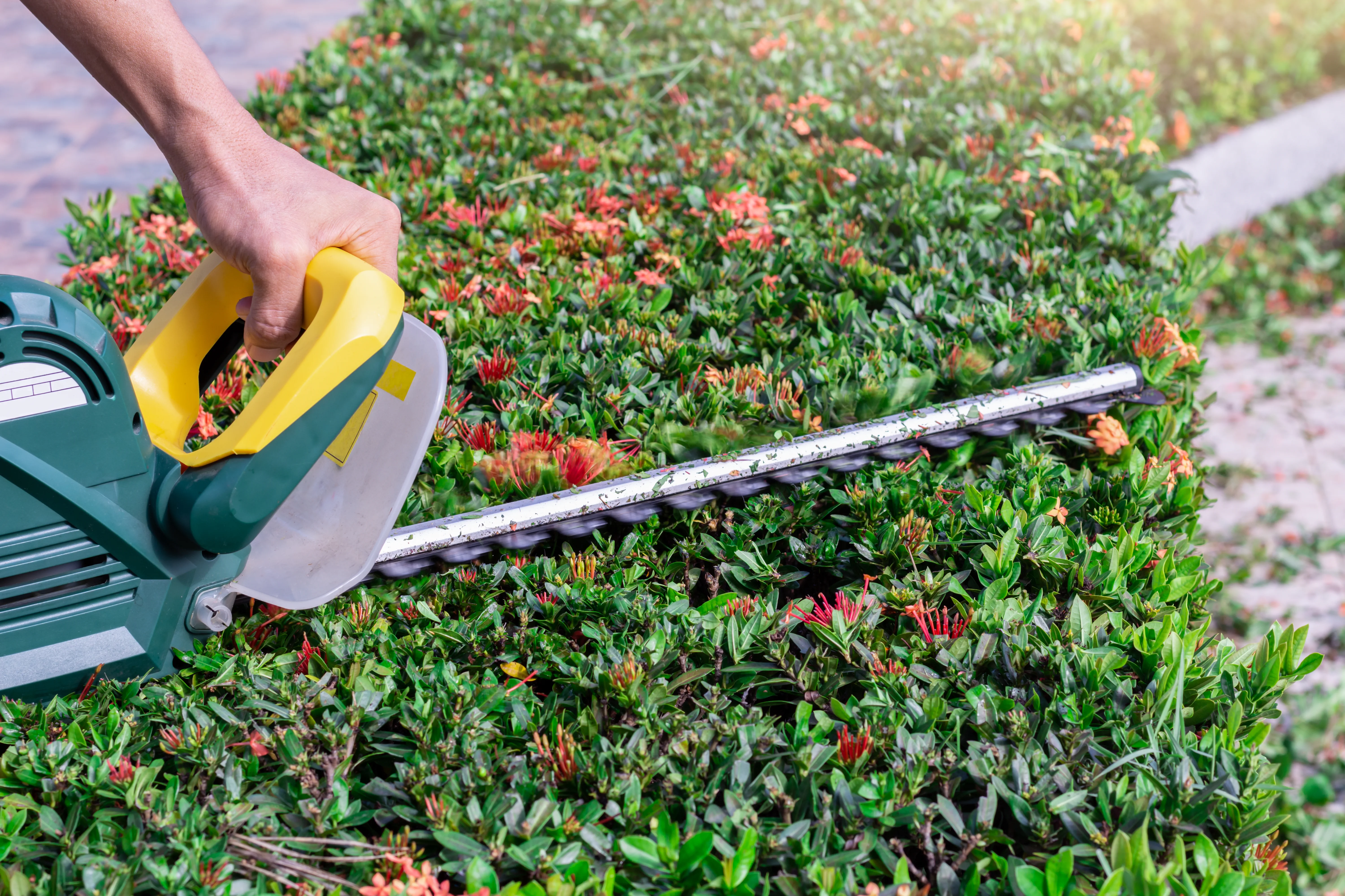 Pruning a Holly Bush Hedge