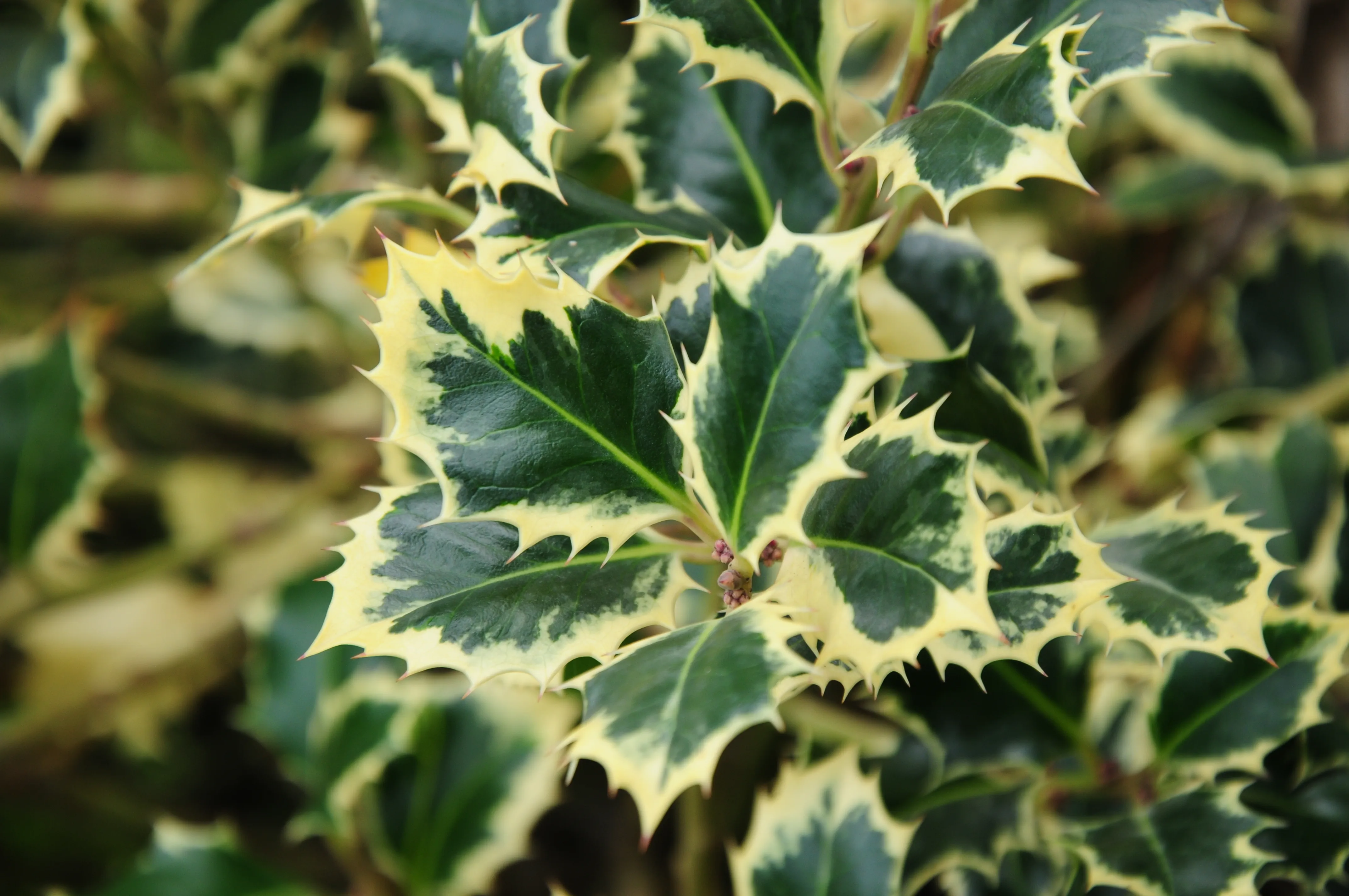 Pruning a Holly Bush Hedge