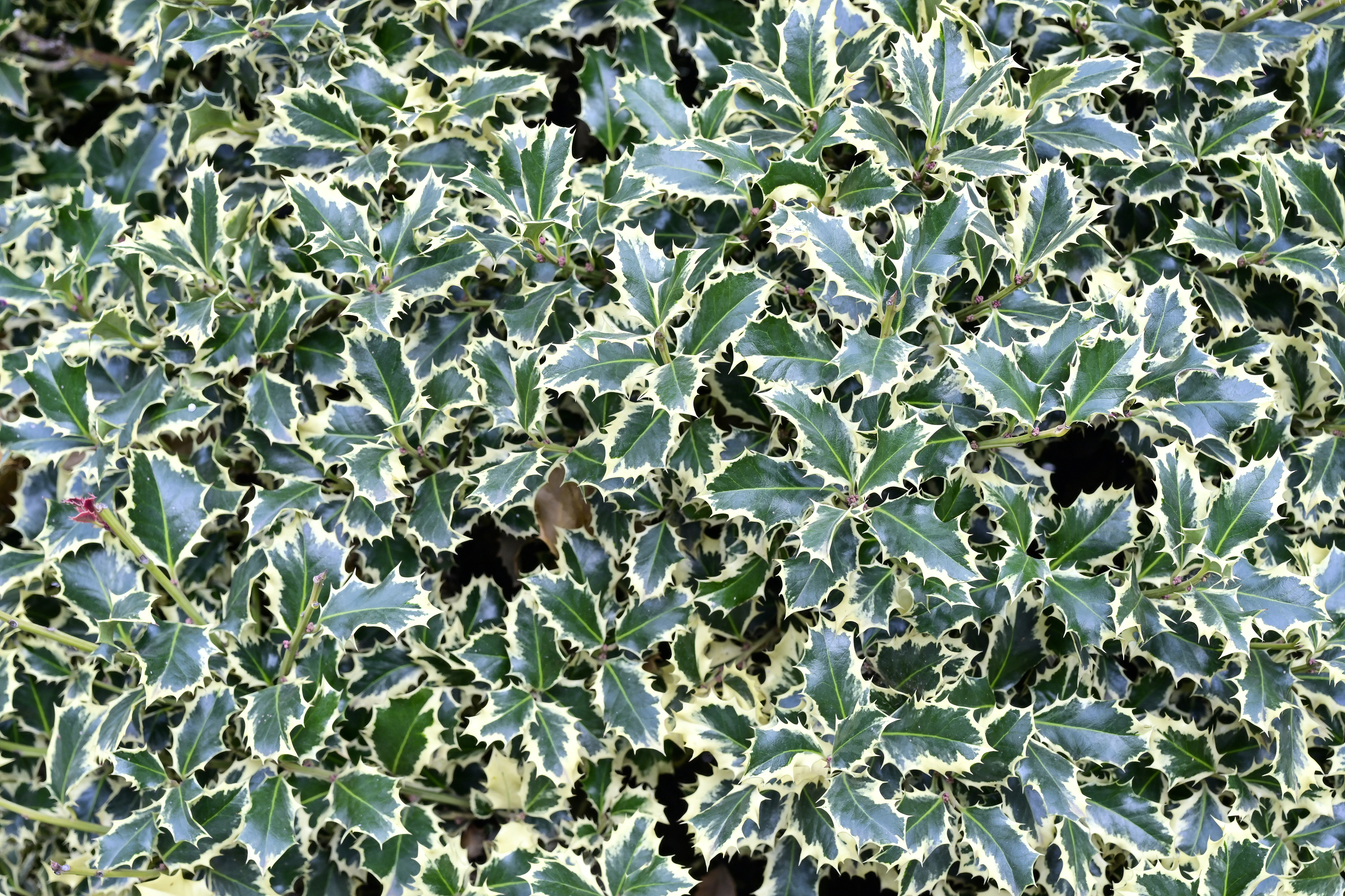 Pruning a Holly Bush Hedge