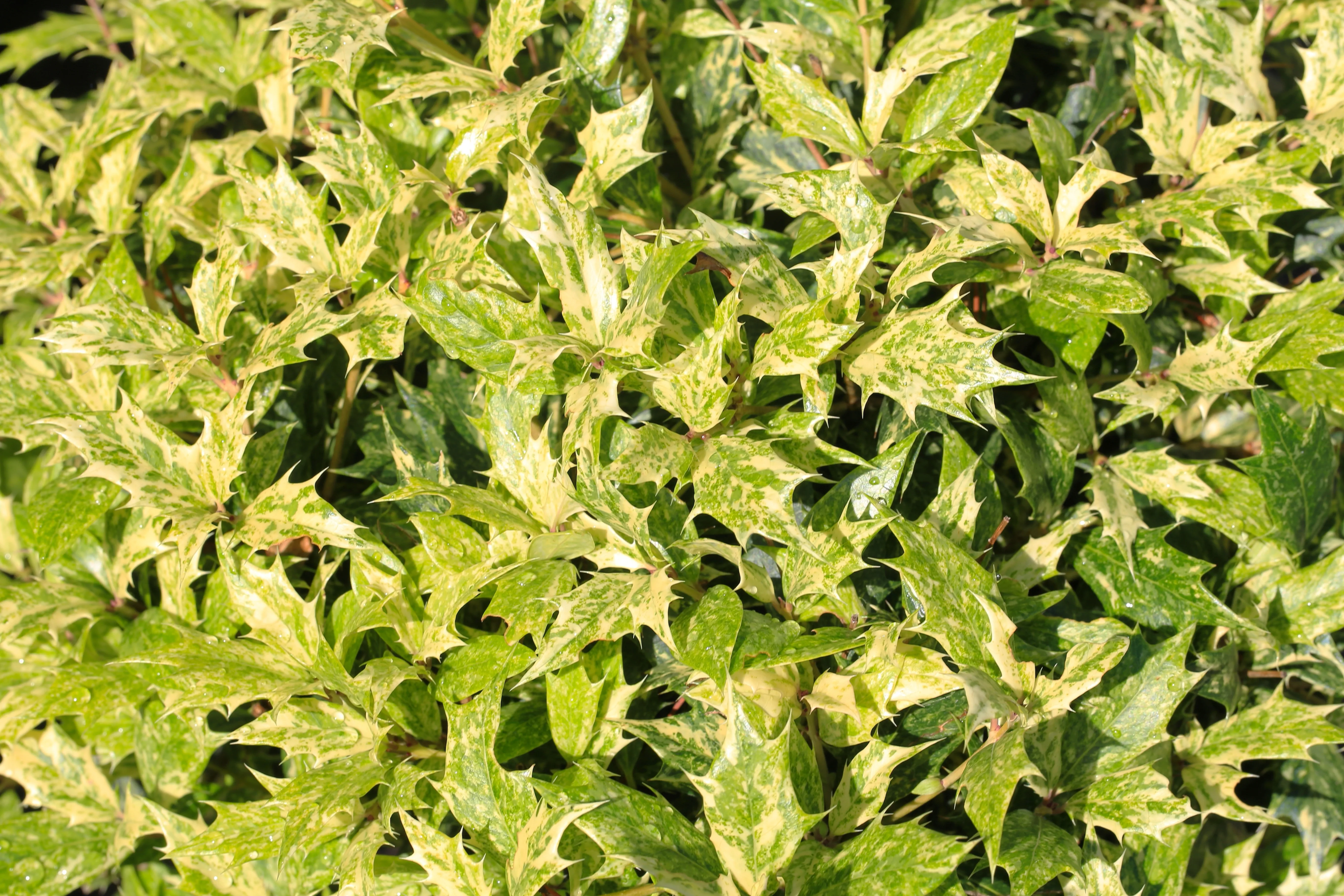 Pruning a Holly Bush Hedge