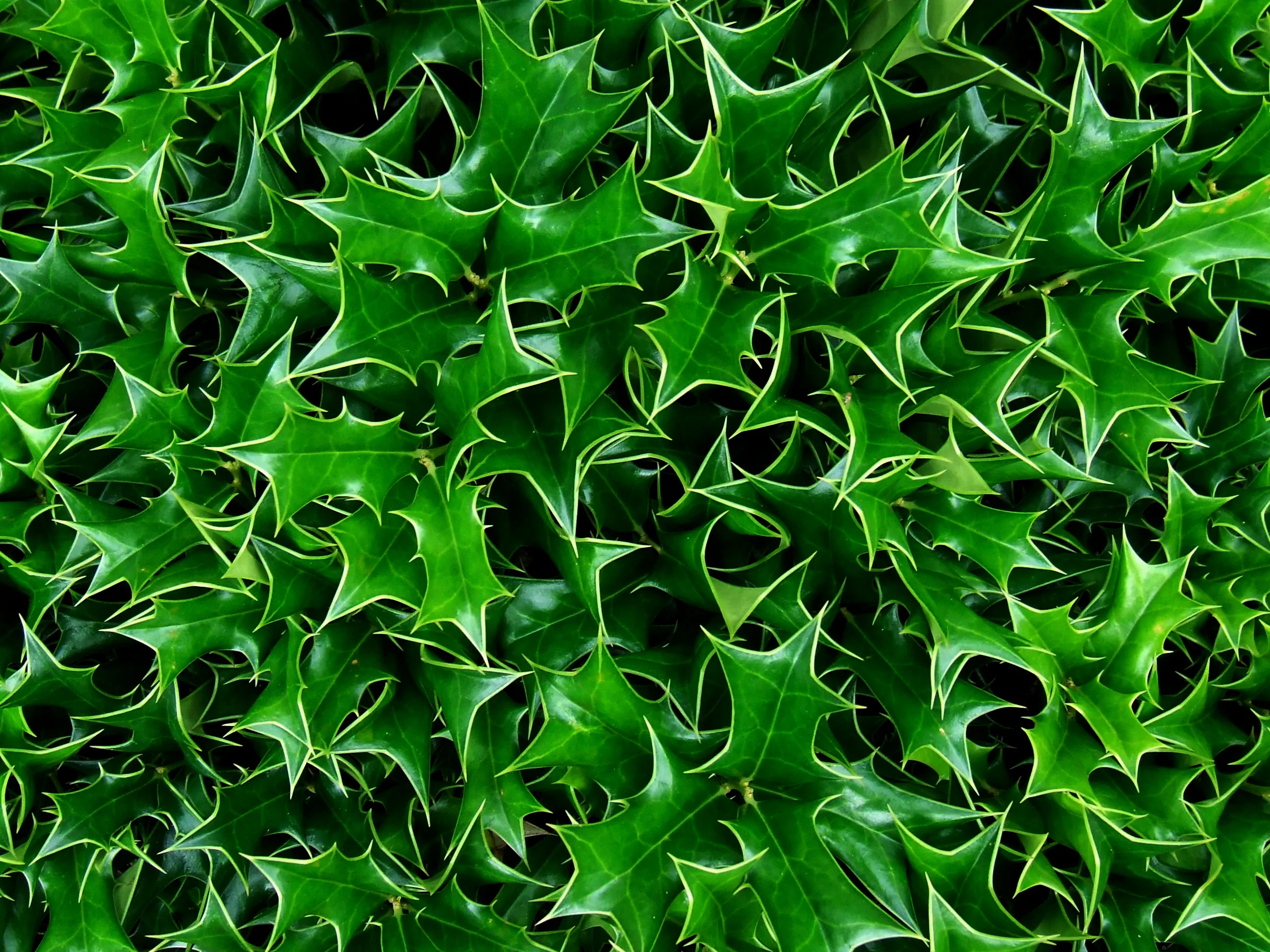 Pruning a Holly Bush Hedge