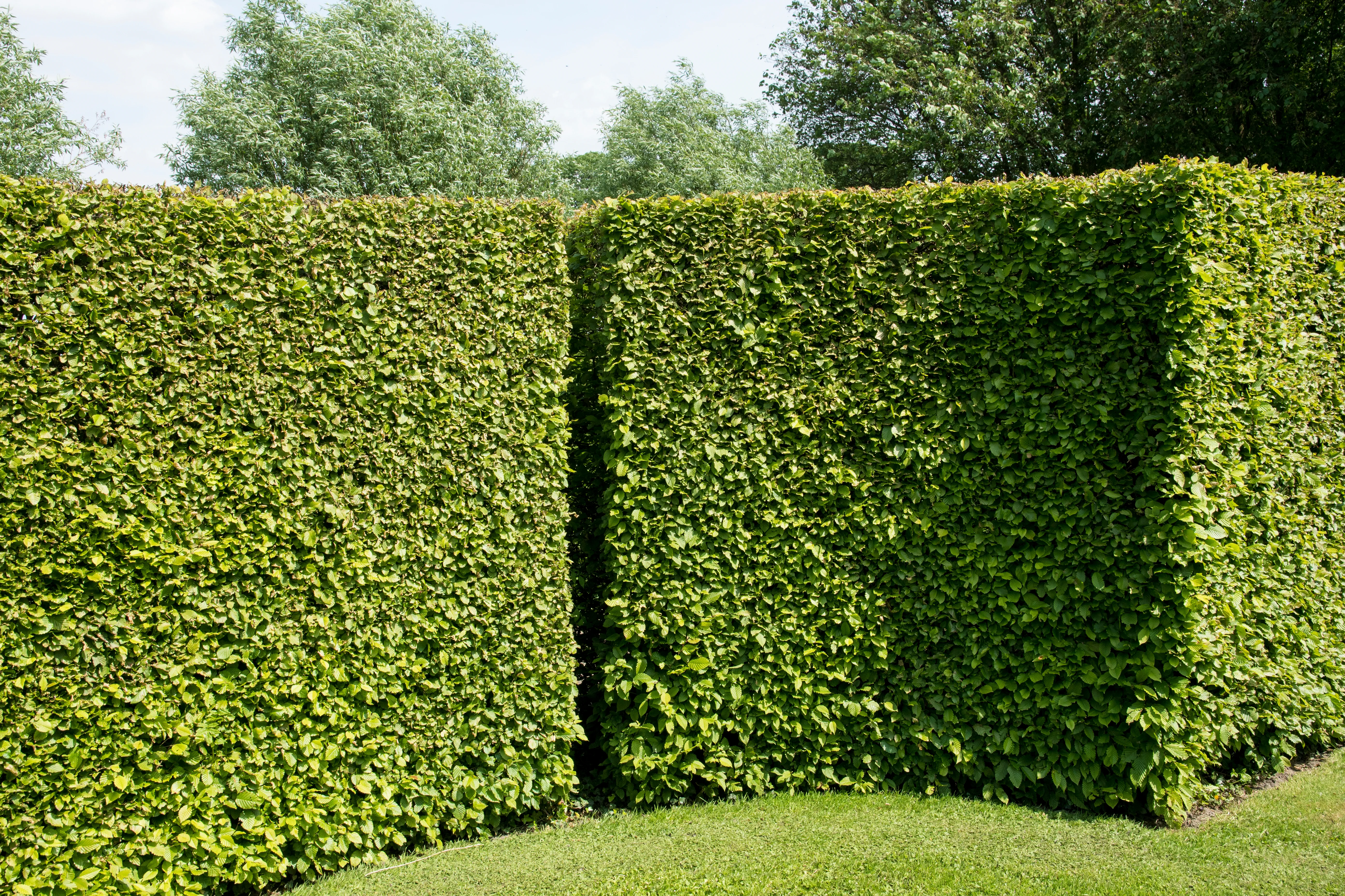 Pruning a Hornbeam Hedge