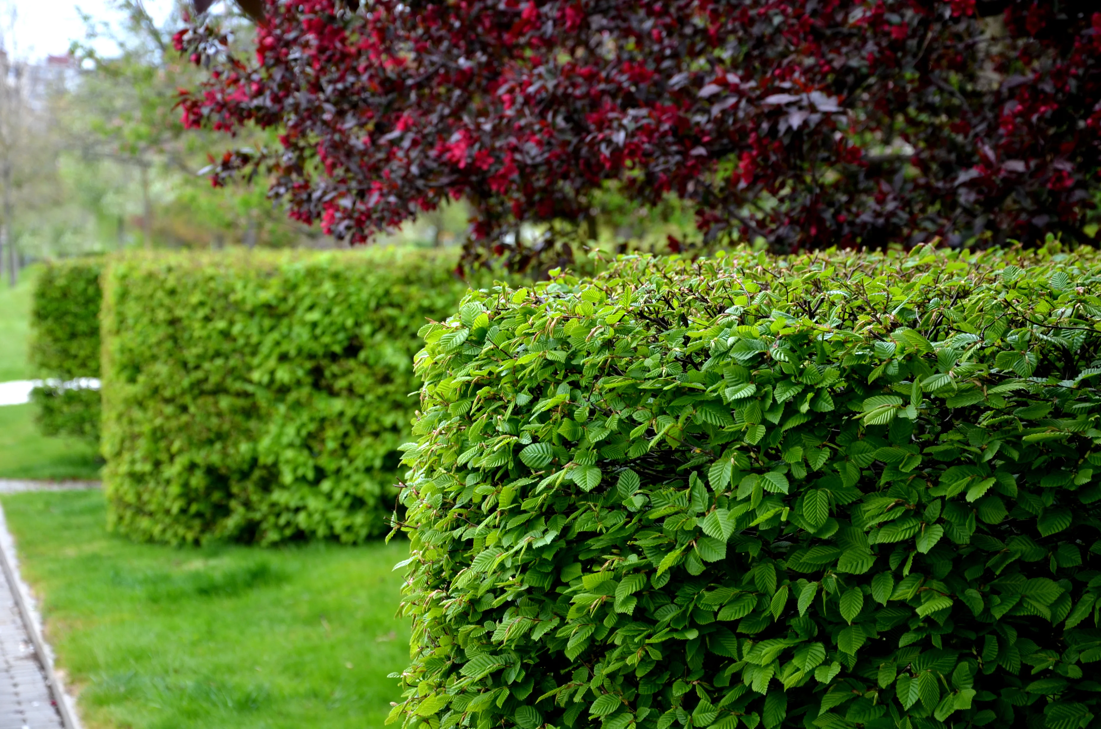Pruning a Hornbeam Hedge