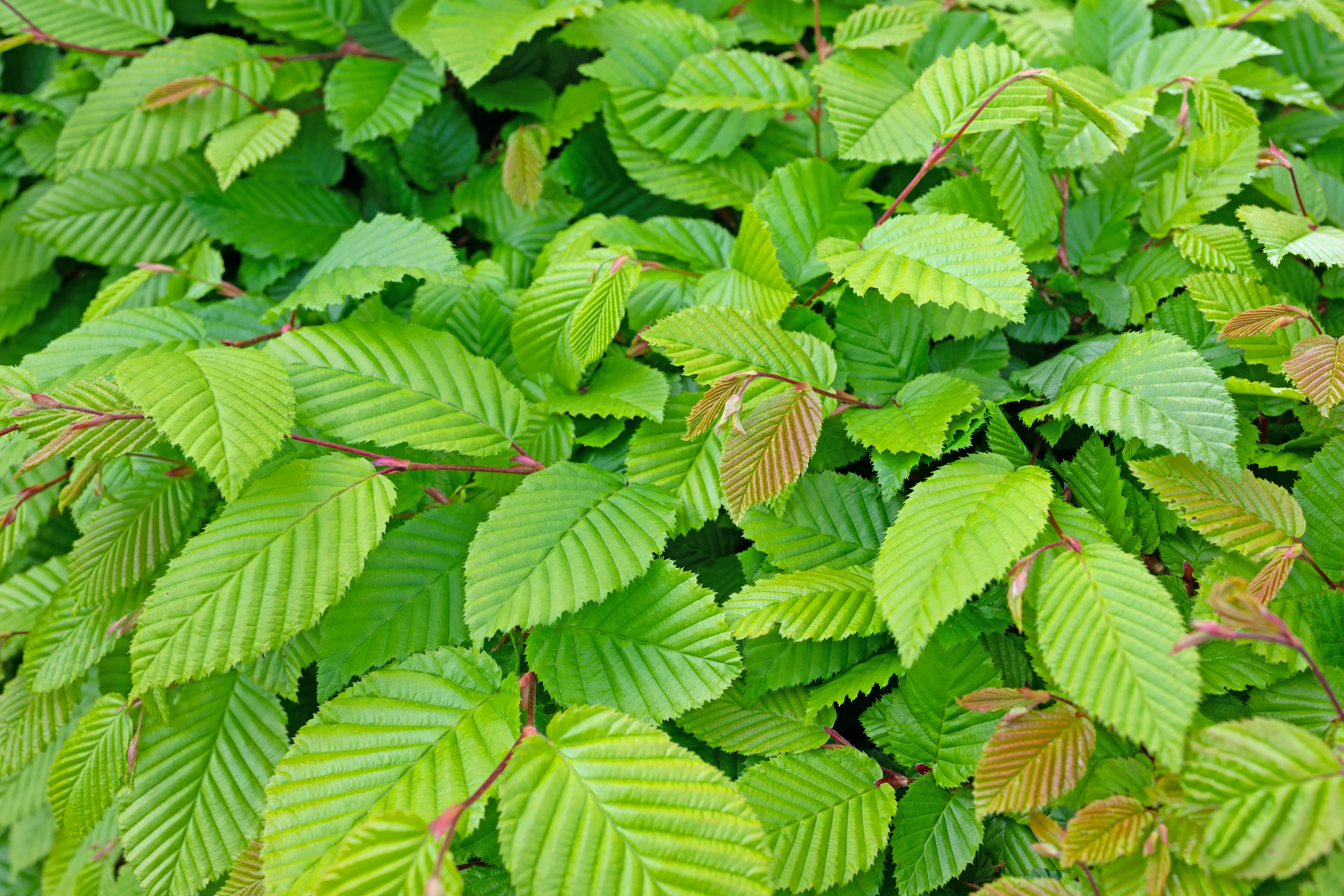 Pruning a Hornbeam Hedge