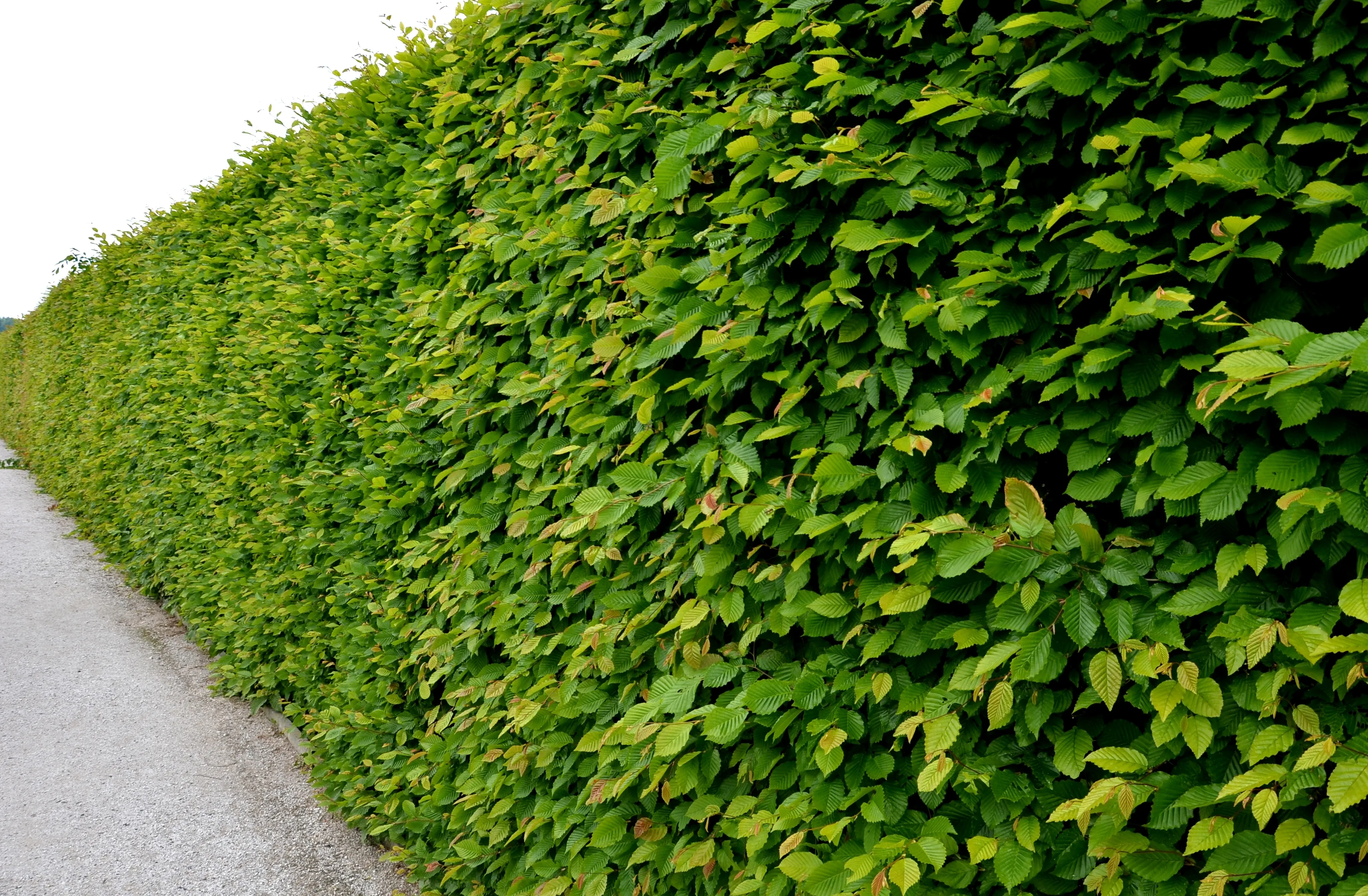 Pruning a Hornbeam Hedge