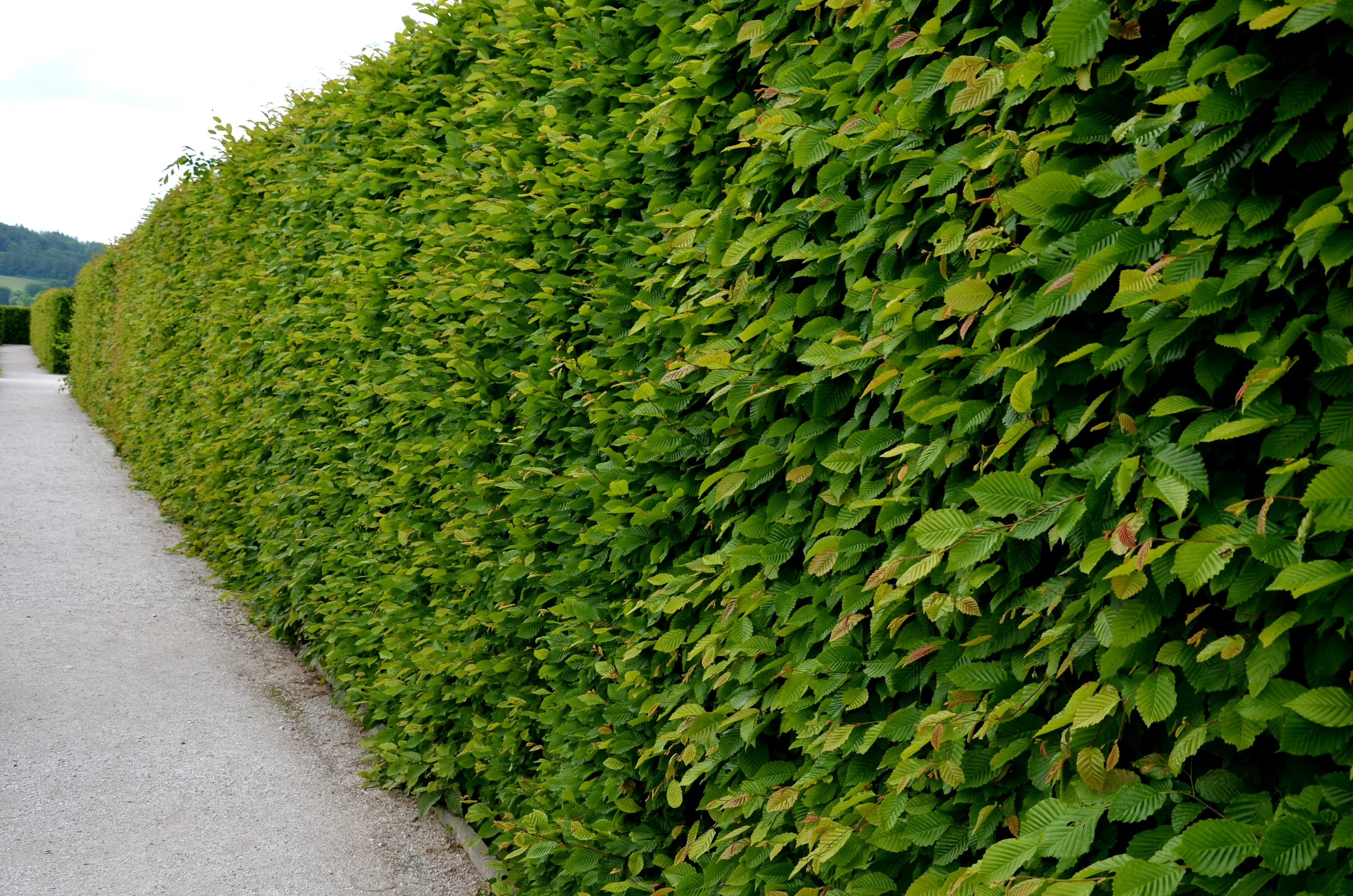 Pruning a Hornbeam Hedge