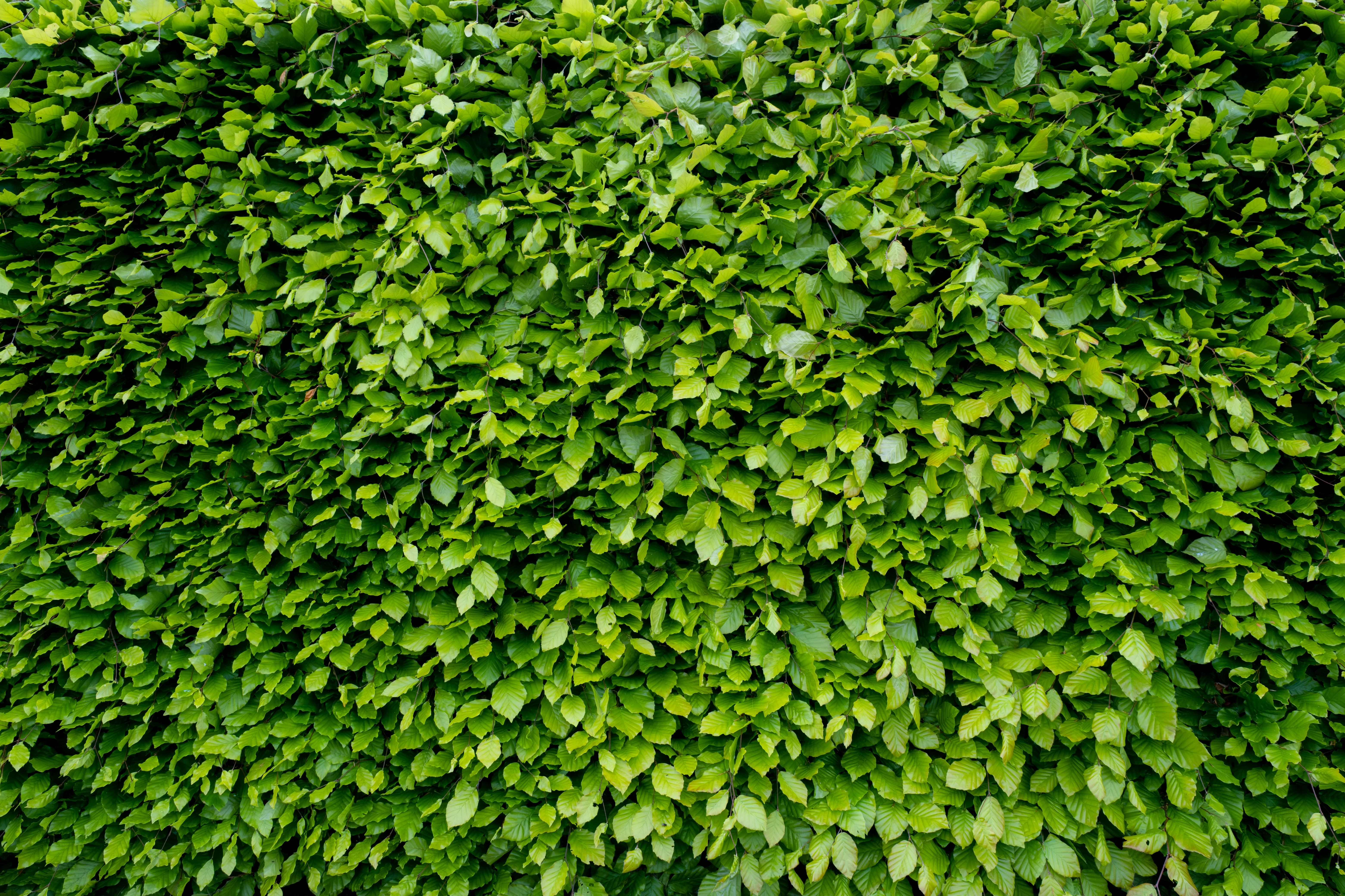Pruning a Hornbeam Hedge
