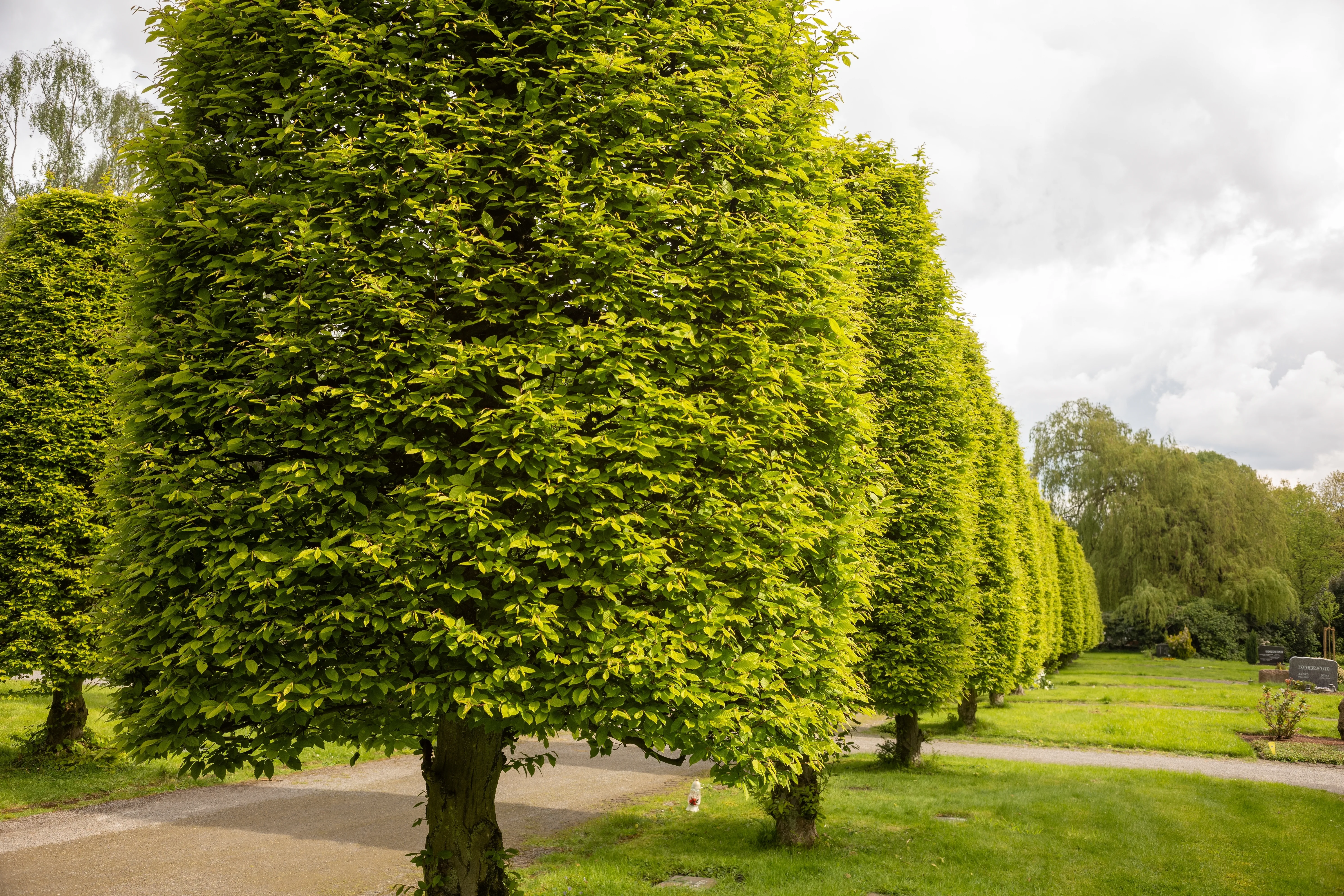 Pruning a Hornbeam Hedge