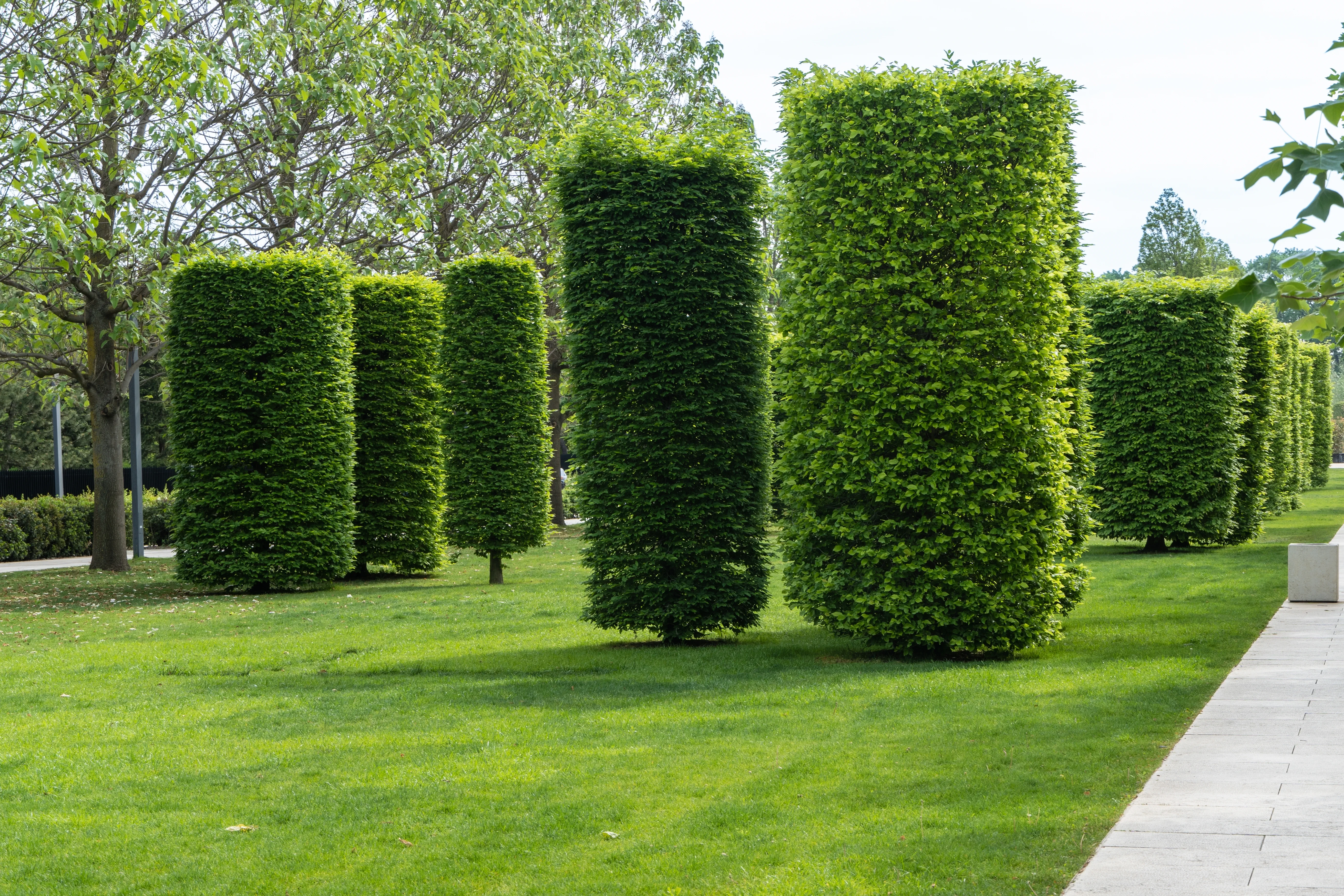 Pruning a Hornbeam Hedge