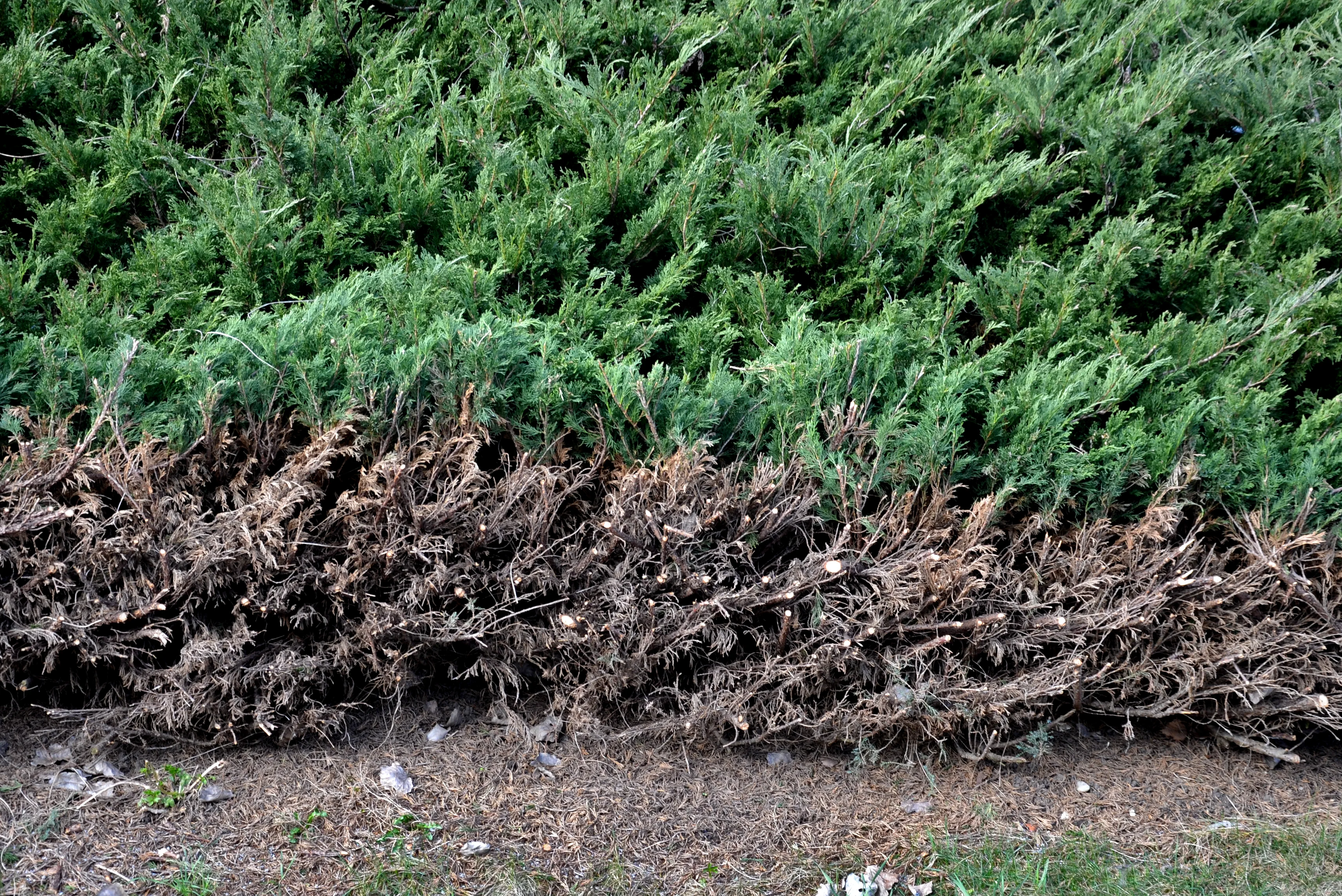 Juniper Hedge