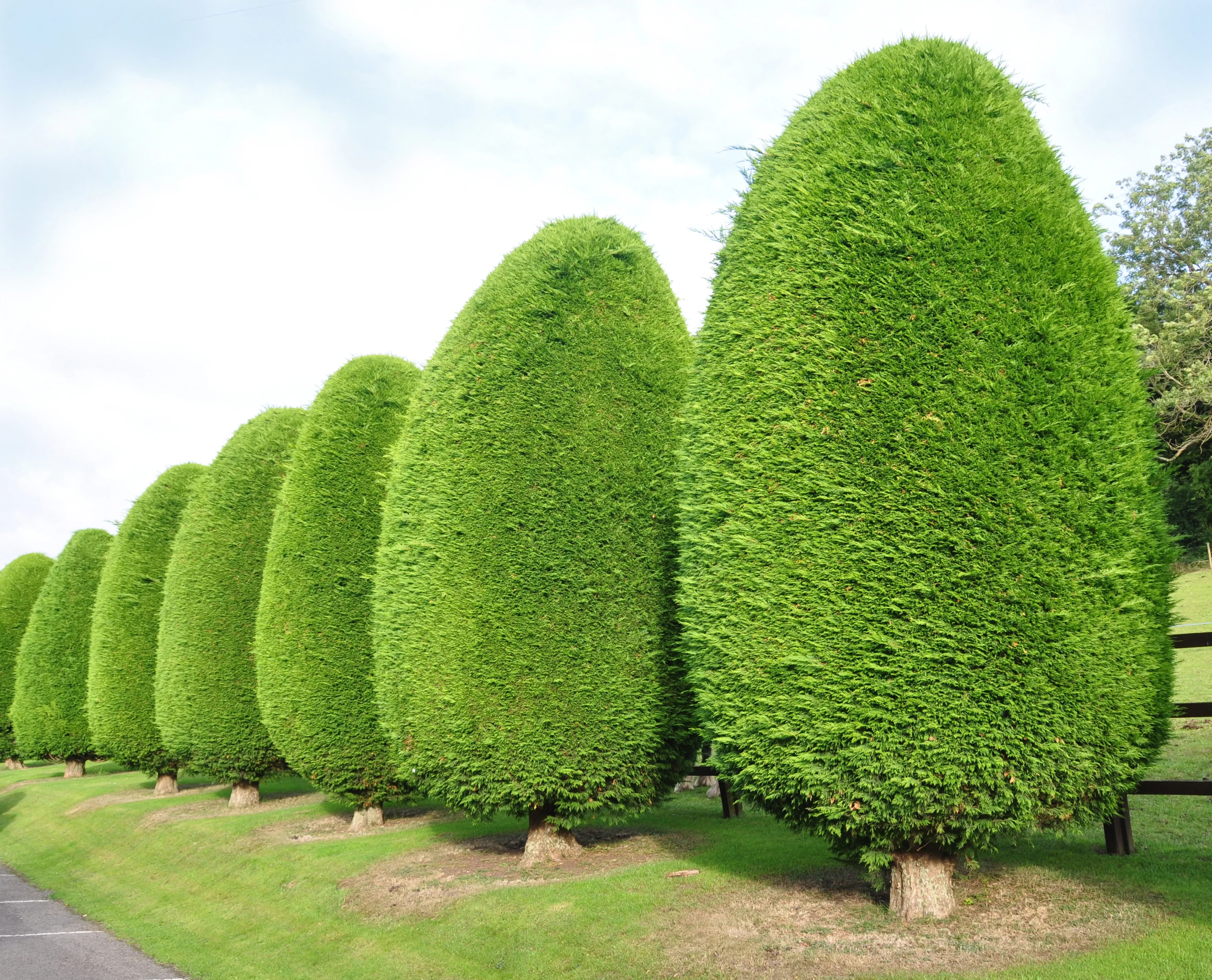 Leylandii Hedge