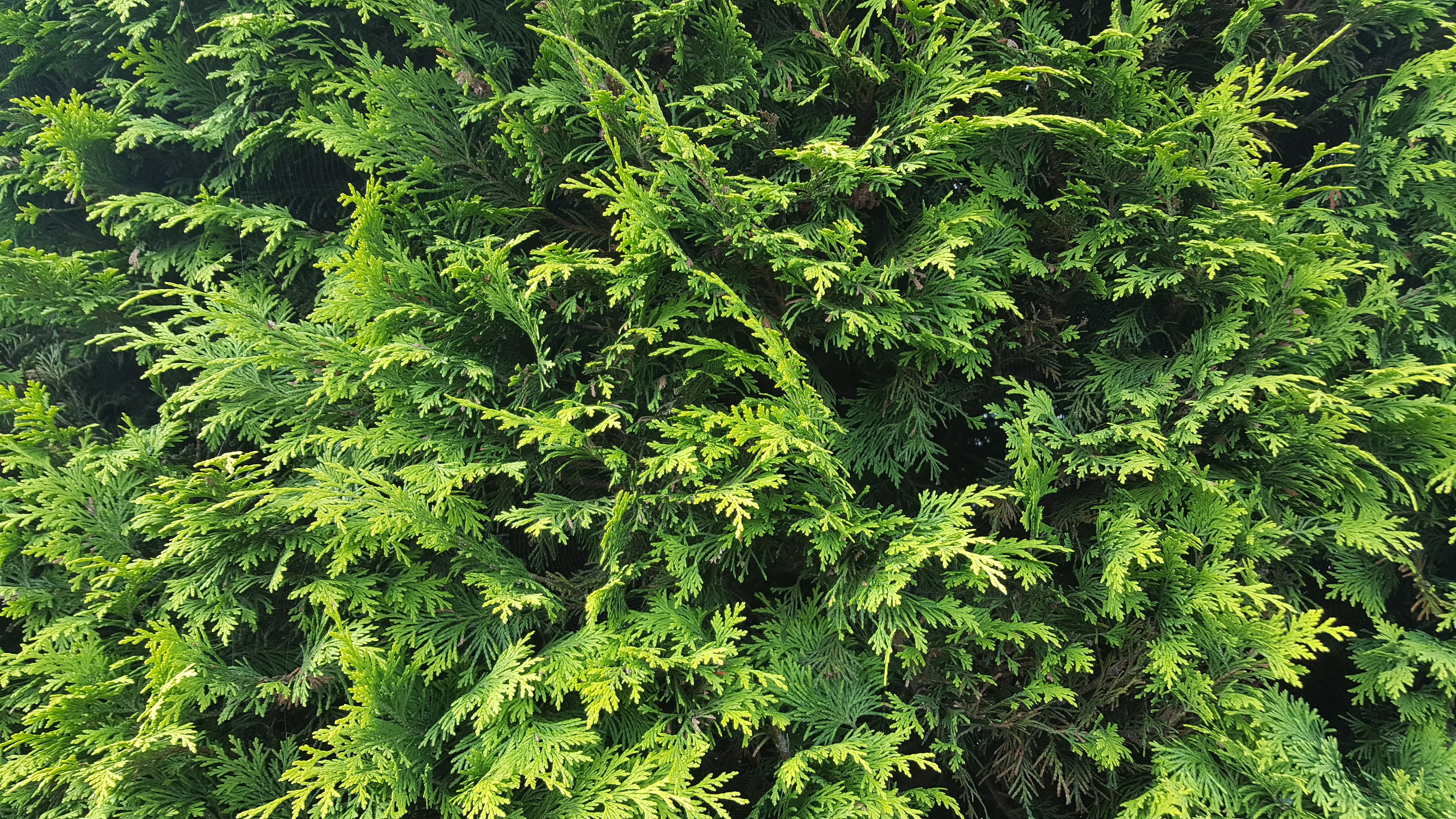Pruning a Leylandii Hedge