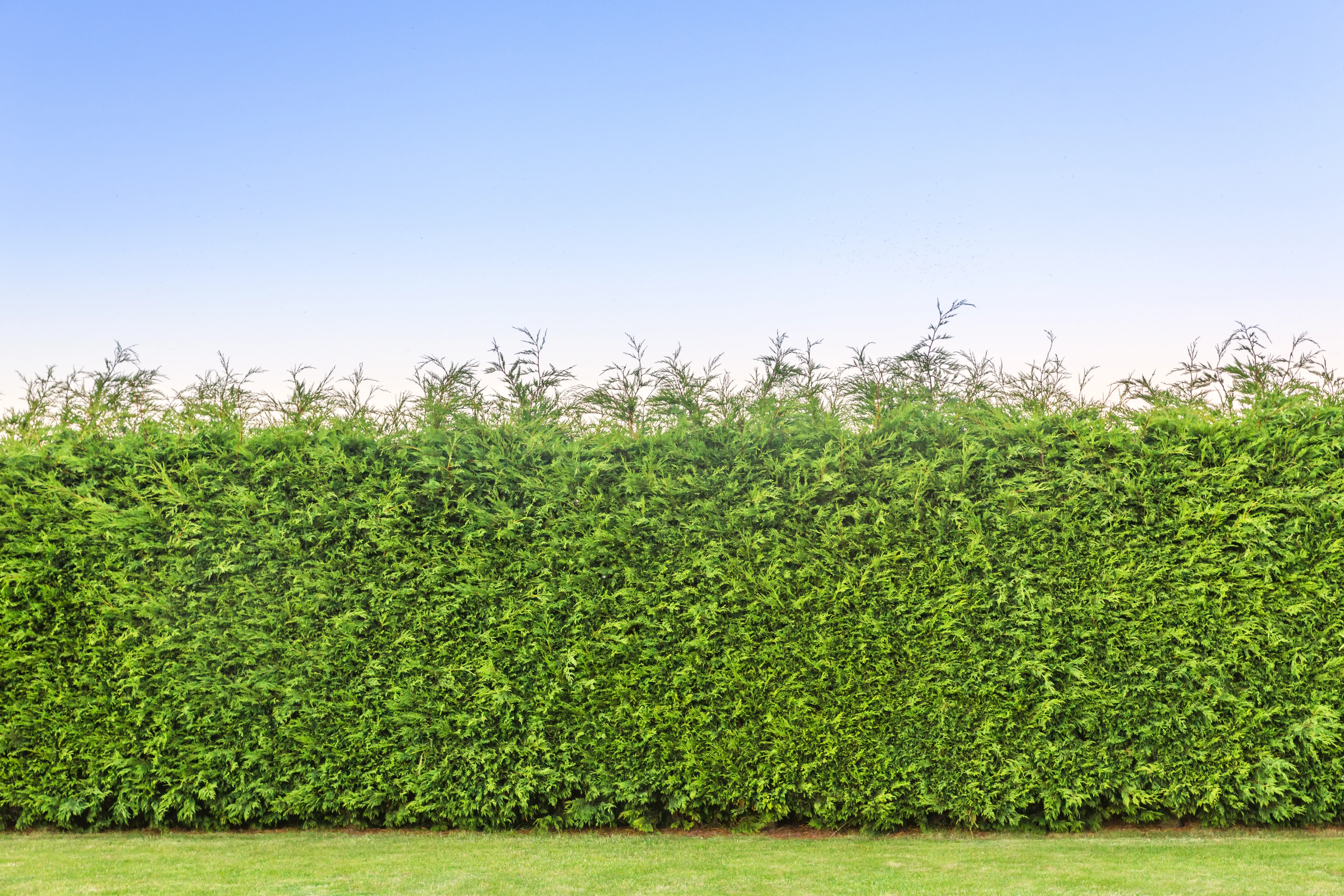 Pruning a Leylandii Hedge