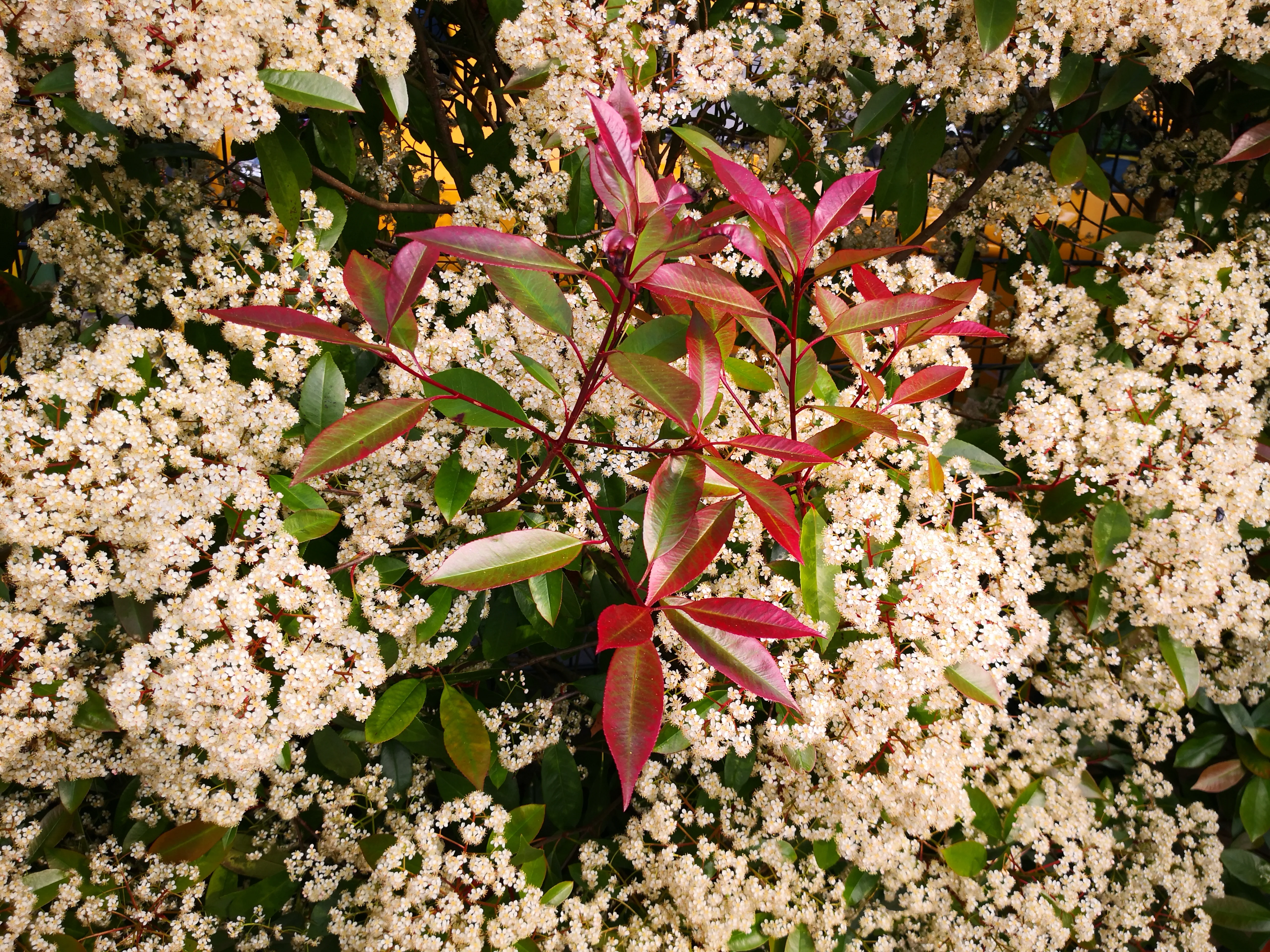 Photinia Hedge