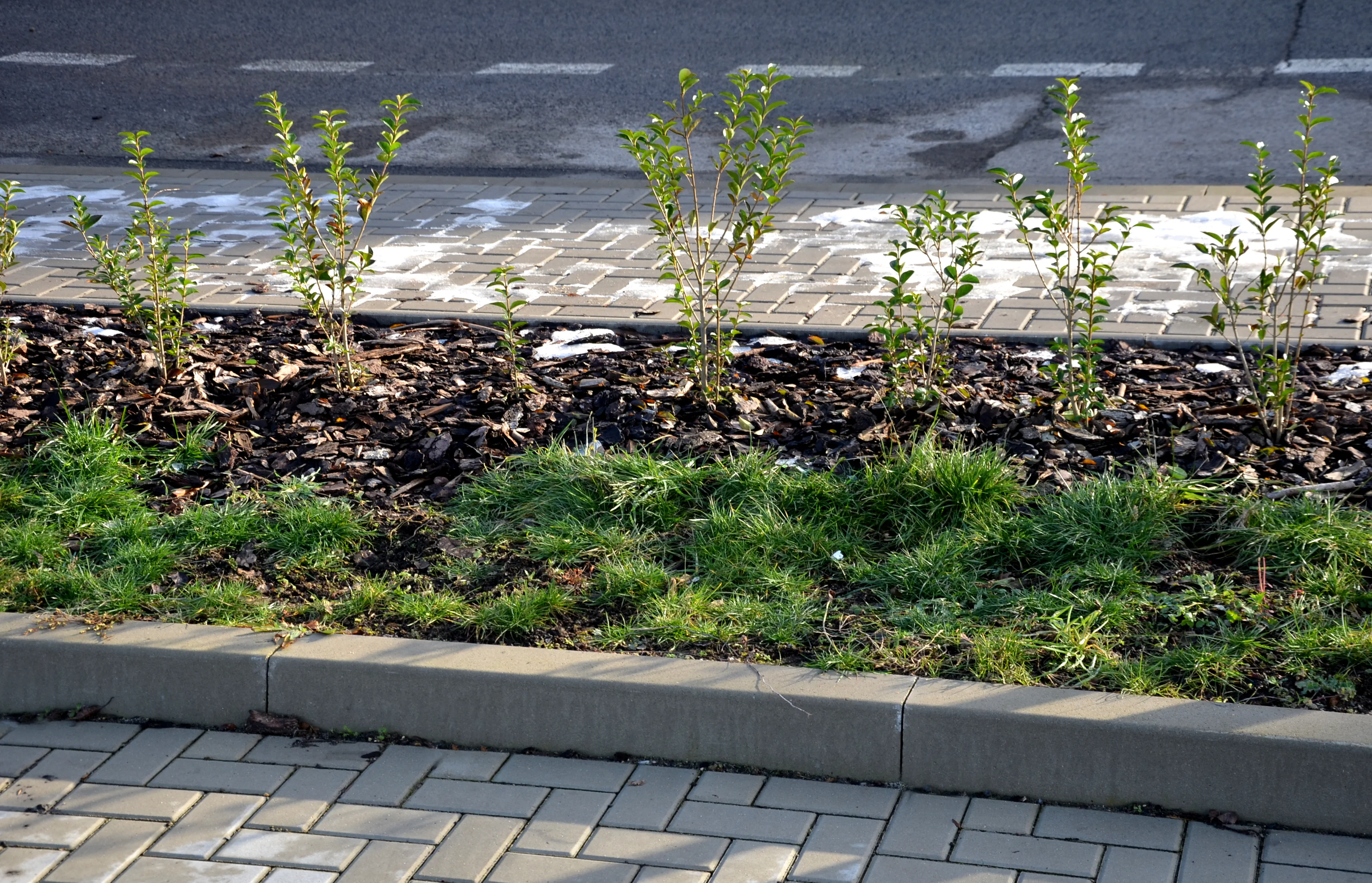 pruning a privet hedge
