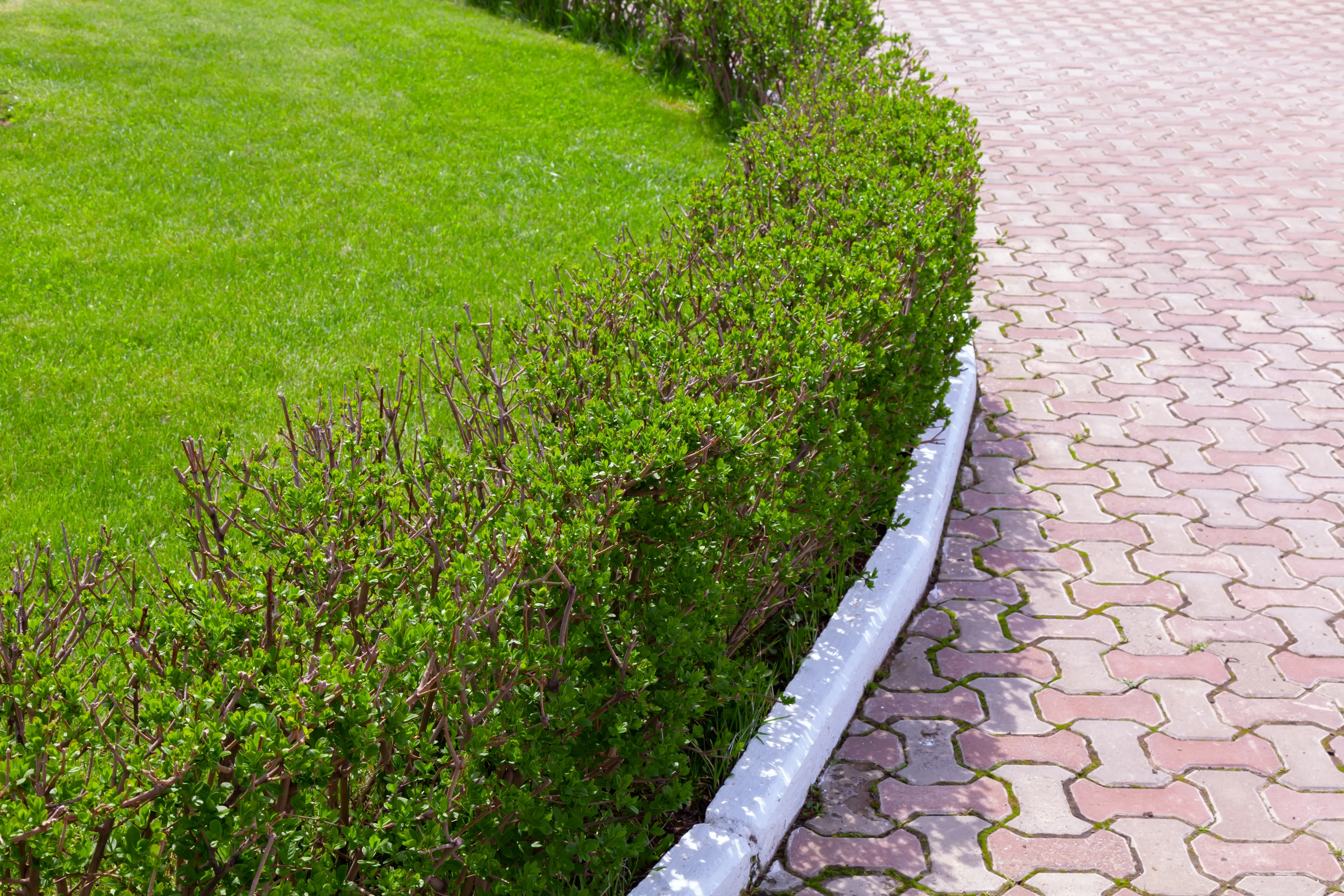 pruning a privet hedge