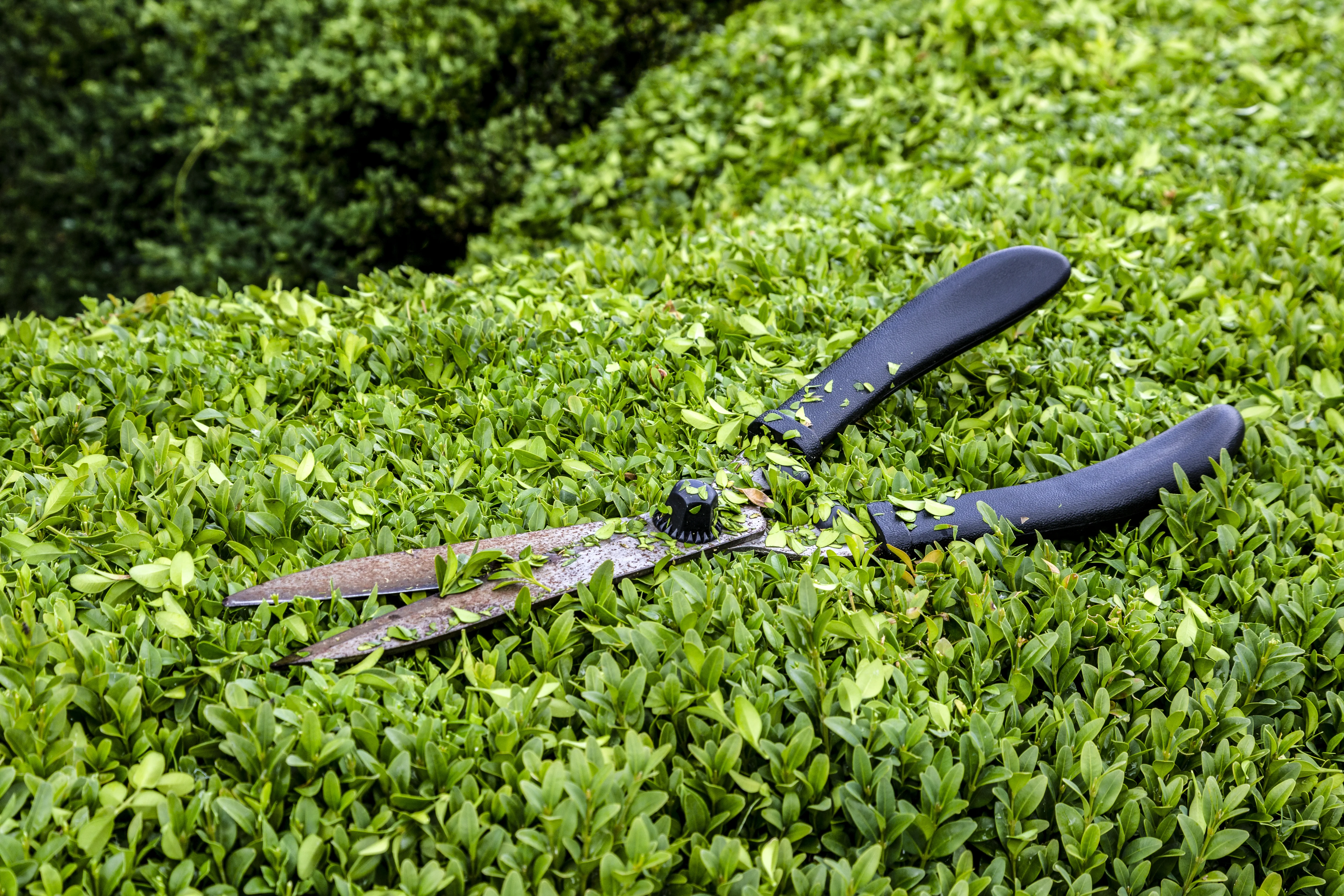 pruning a privet hedge