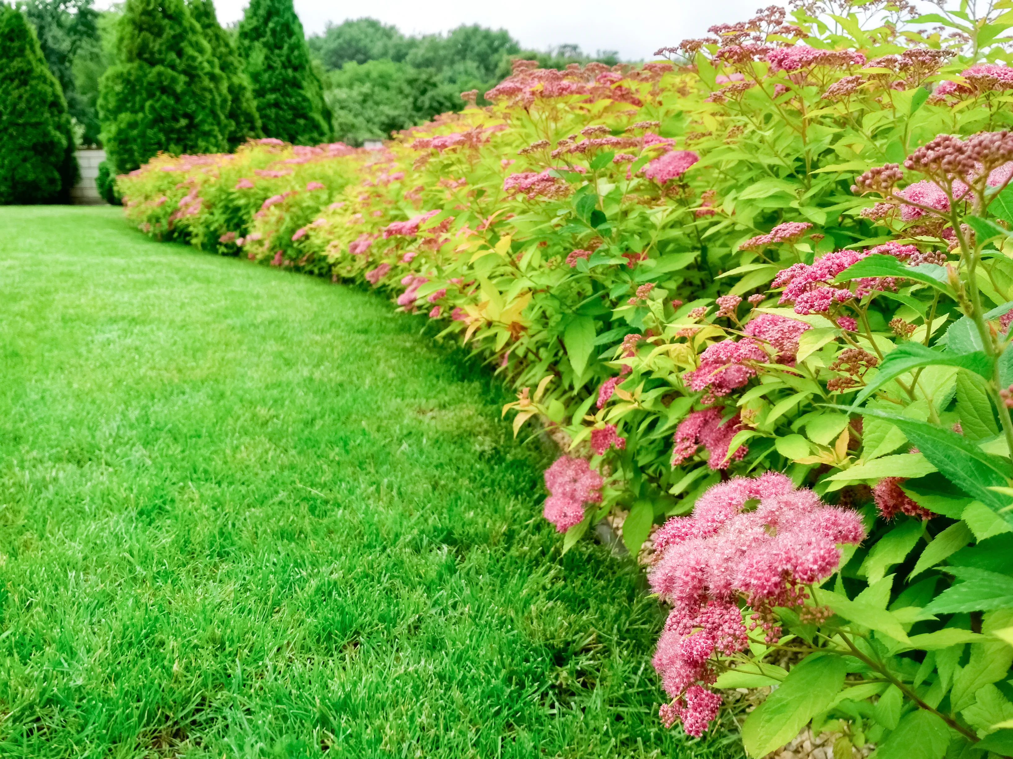 Spirea Hedge