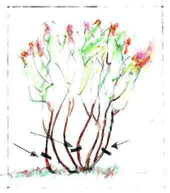 Diagram of 1 in 3 pruning