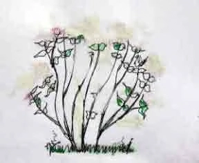 The pruned Hydrangea