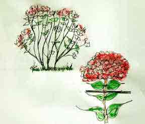 Detail diagram of how to cut back the old flower truss