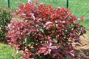 Photinia Red Robin Single Bush