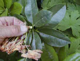 Old flowerheads removed