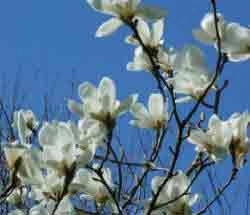 Magnolia soulangeana Alba