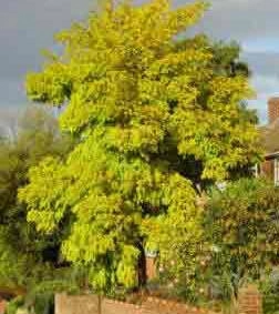 Robinia frisia
