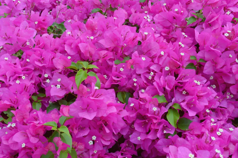 Blooming bougainvillea flowers background. Bright pink magenta bougainvillea flowers as a floral background. Bougainvillea flowers texture and background. Close-up view Bougainvillea tree with flowers