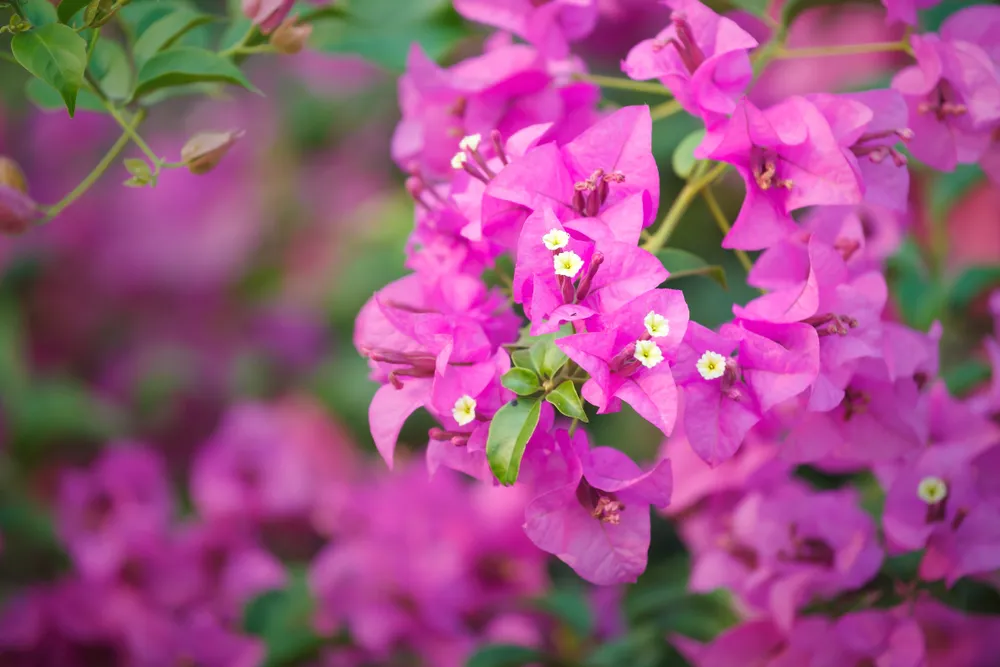 purple flowers of bougainvillea tree/close-up, macro, view,blur background Bougainvillea flowers texture and background.