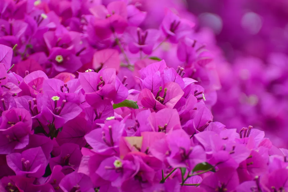 Blooming pink Bougainvillea spectabilis looks like a wall