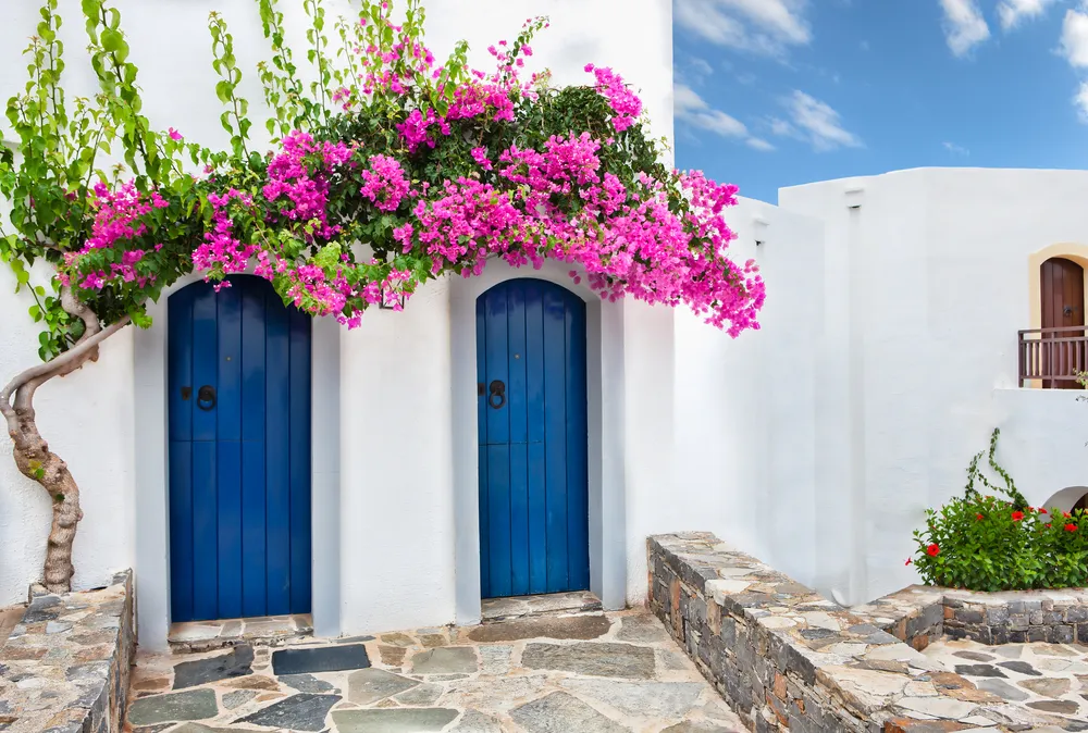 Colourful tropical purple bougainvillea creeper flowering over two blue doors on a whitewashed villa typical of Mediterranean architecture