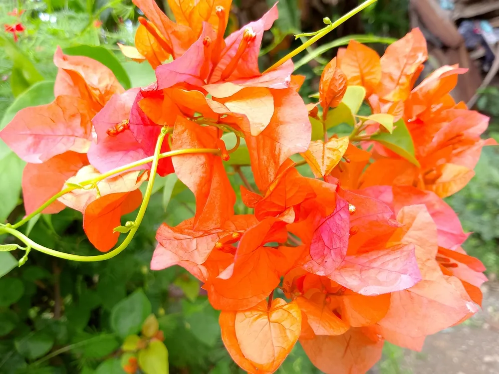 The orange Bougainvillea flowers are very dense