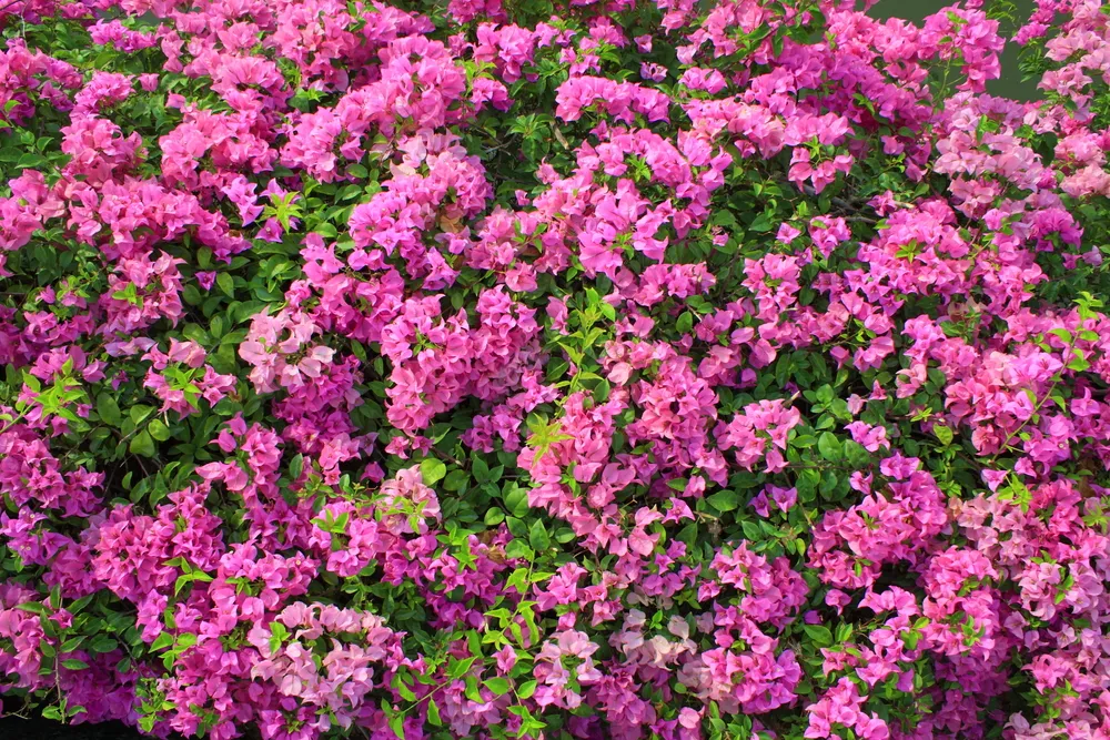 Bougainvillea