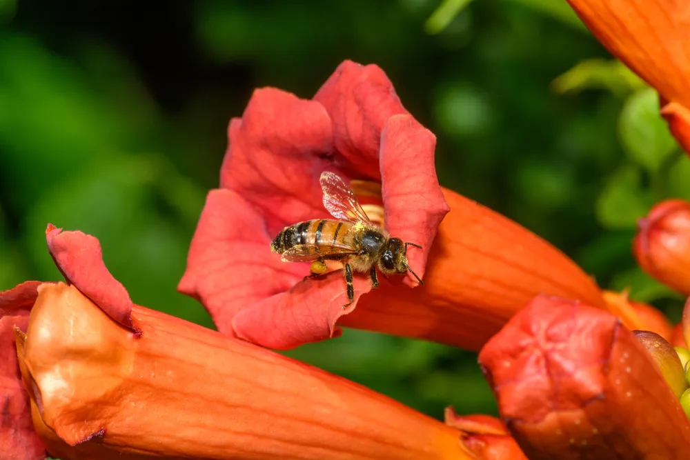 western honey bee or European honey bee (Apis mellifera) on Trumpet Vine Flower