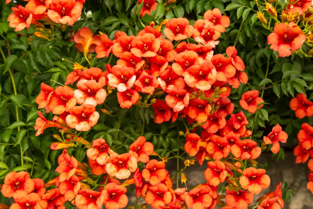 Bright red flowers of the trumpet vine or trumpet creeper - Campsis radicans.