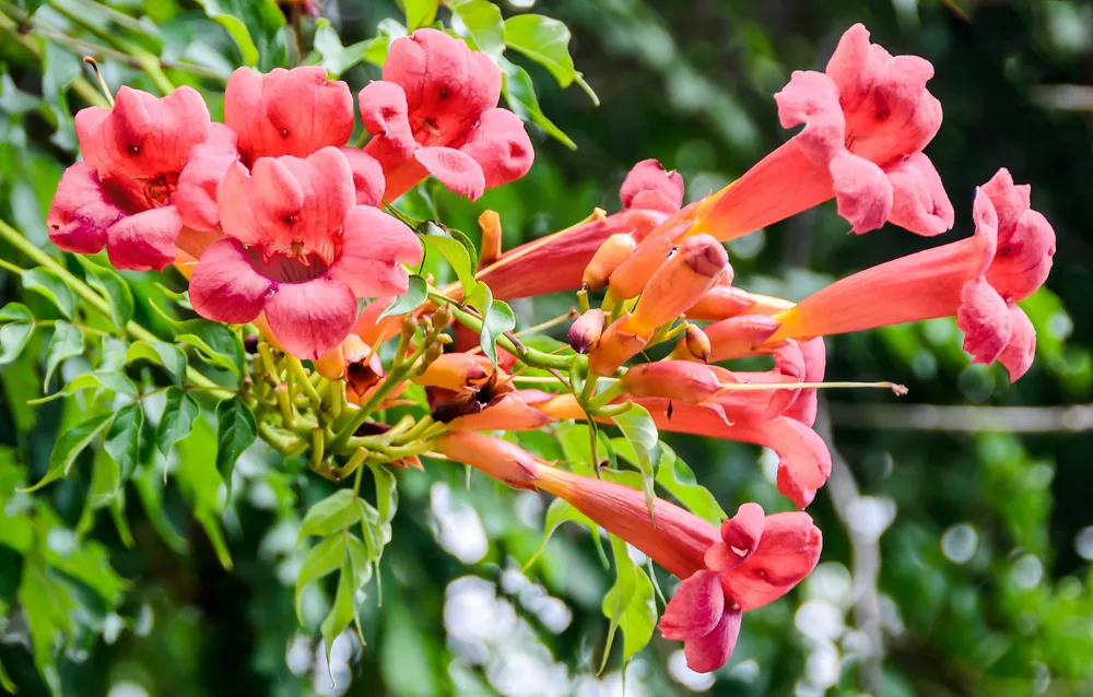 Campsis radicans flowers (trumpet vine or trumpet creeper) also known in North America as cow itch vine or hummingbird vine, in Romania as Trambita, Luleaua turcului