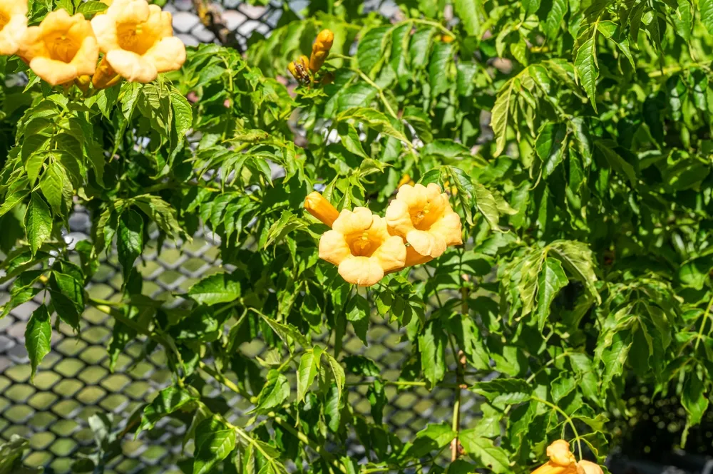 Yellow flowers of a trumpet vine (Campsis radicans) in front of green foliage