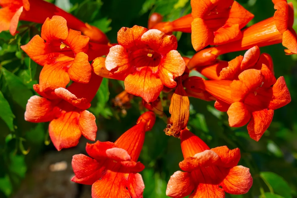 Close-up of trumpet vine (Latin: Campsis radicans) with details of flowers and foliage. This climbing plant is also called trumpet climber ou Virginian trumpet flower.