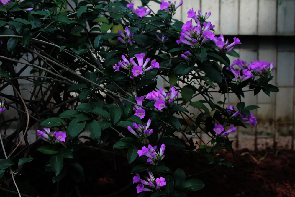 Bignoniaceae, the trumpet creeper or catalpa family of the mint order of flowering plants.