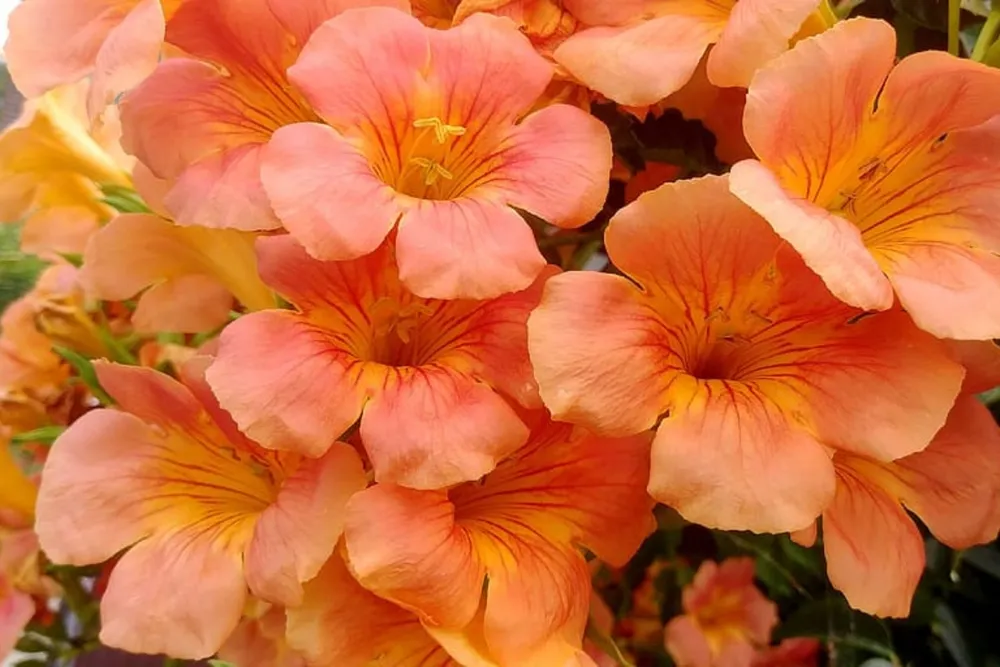The Enchanting Flowers of the Trumpet Creeper. The Trumpet Creeper, scientifically known as Campsis radicans, is a striking and vigorous woody vine native to the southeastern United States.