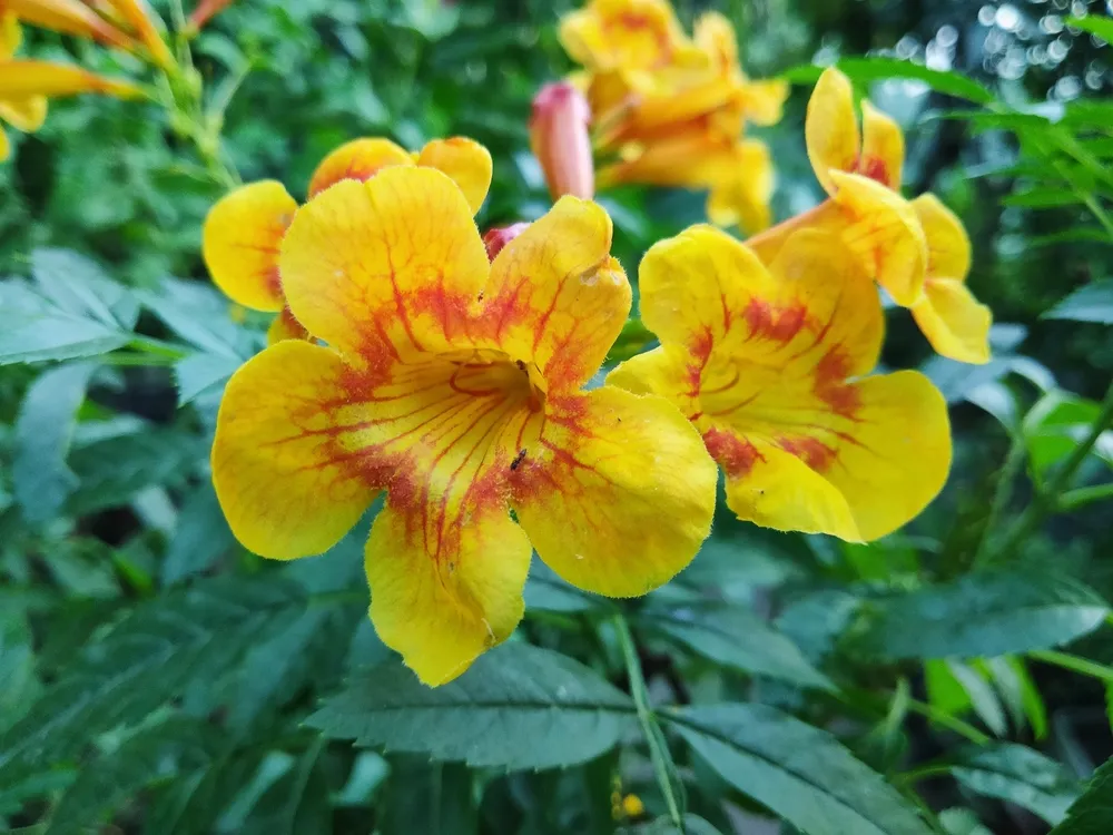 Trumpet flower is yellow in color.