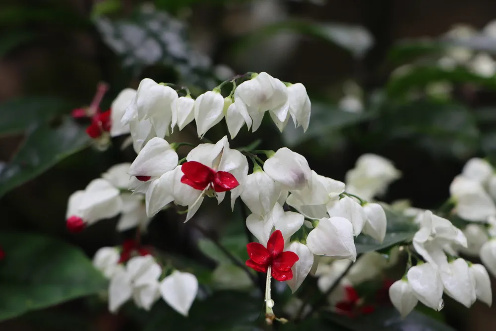 Clerodendron or bleeding heart vine flowers